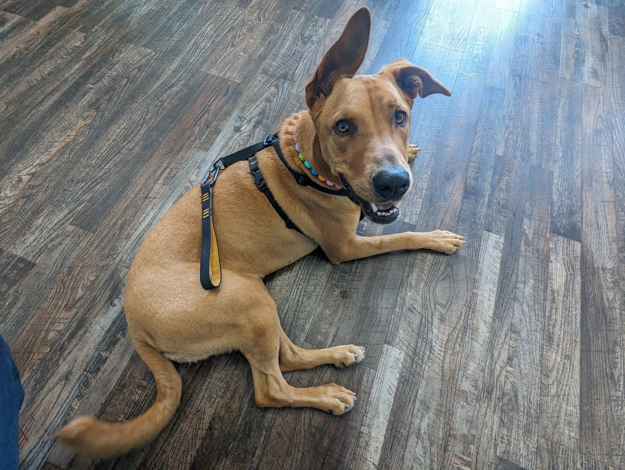 Bernardo Heights Veterinary Hospital San Diego