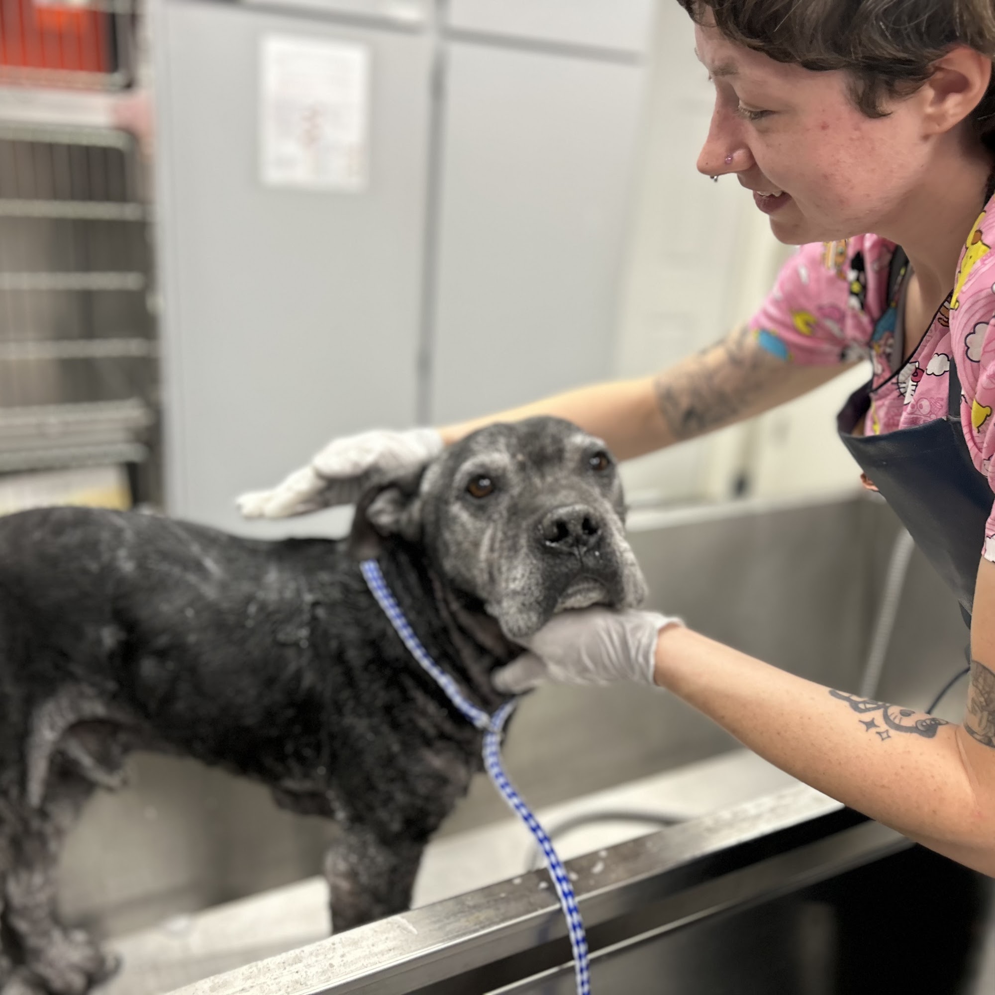 ABC Veterinary Hospital Pacific Beach San Diego