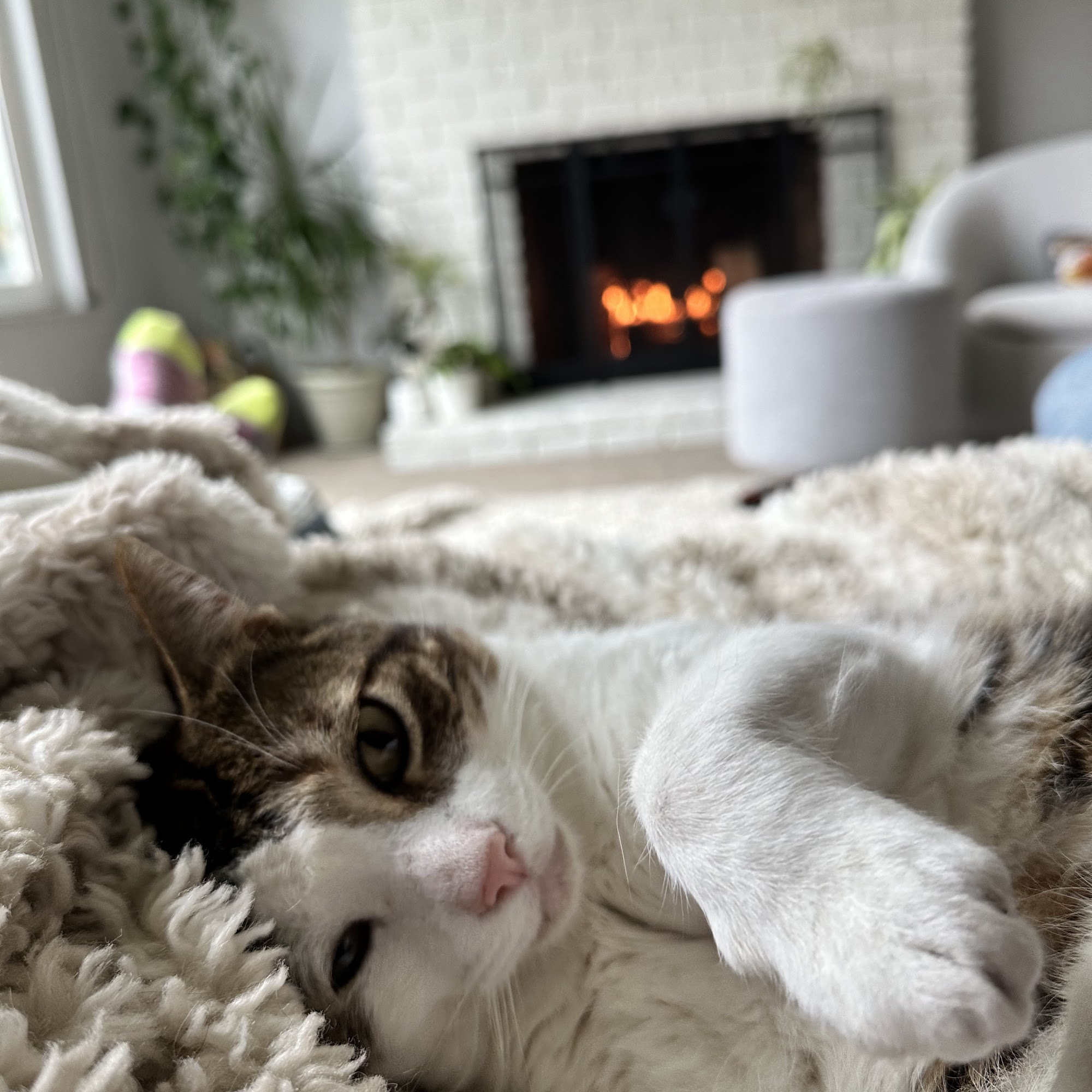 Lindsey Vet Care San Diego