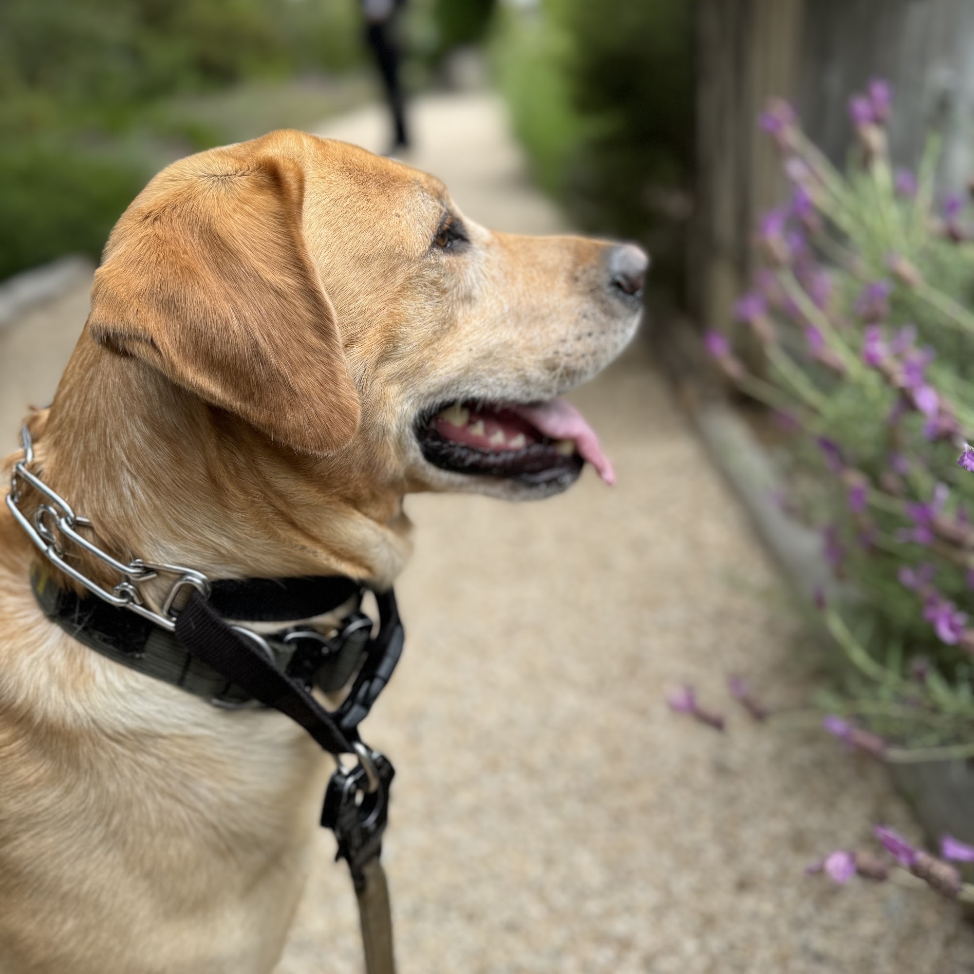 CoastView Veterinary Hospital San Diego