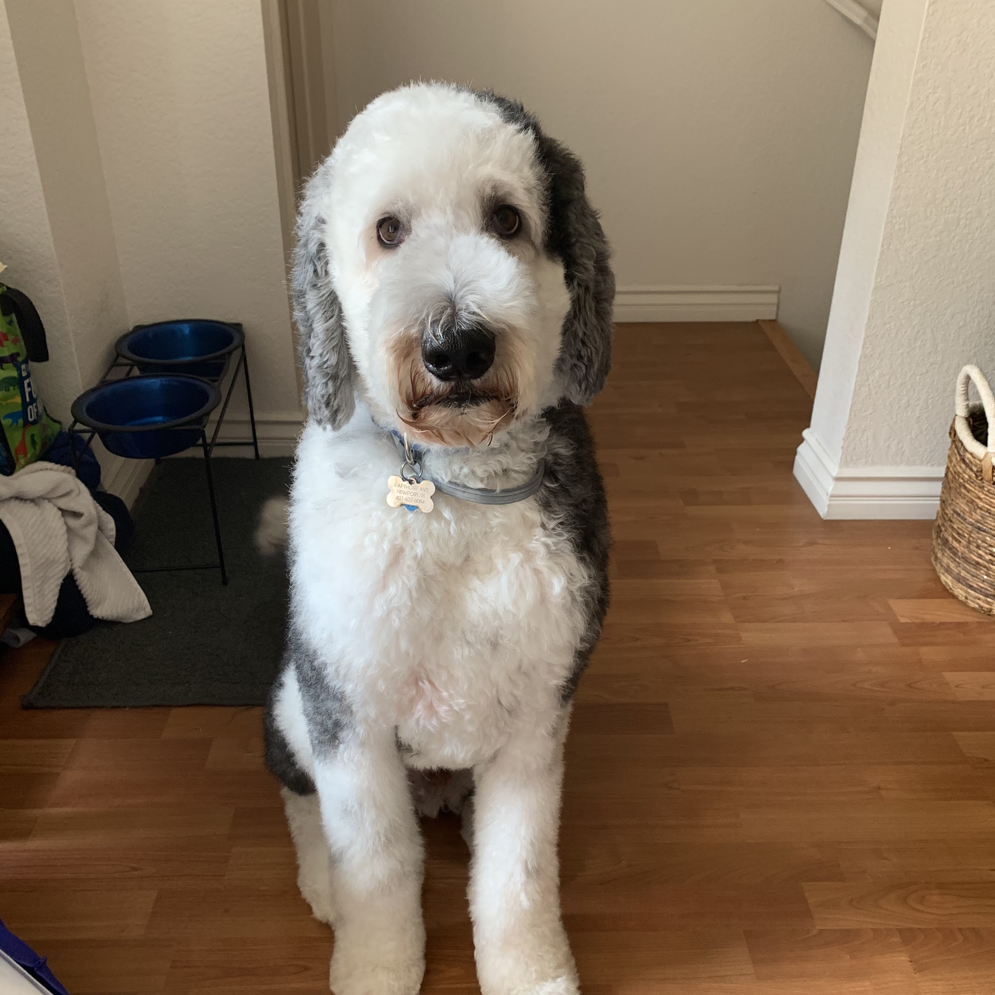 Spawtlight Dog Salon & Spa San Diego