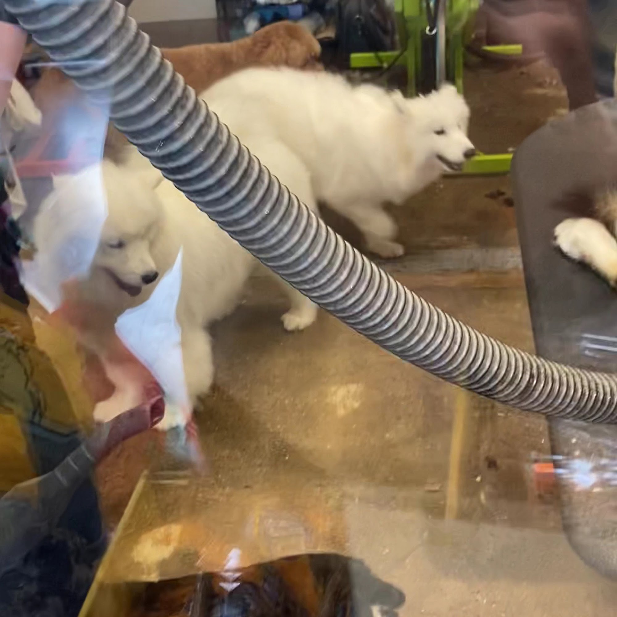 Dirty Dogs Hillcrest San Diego