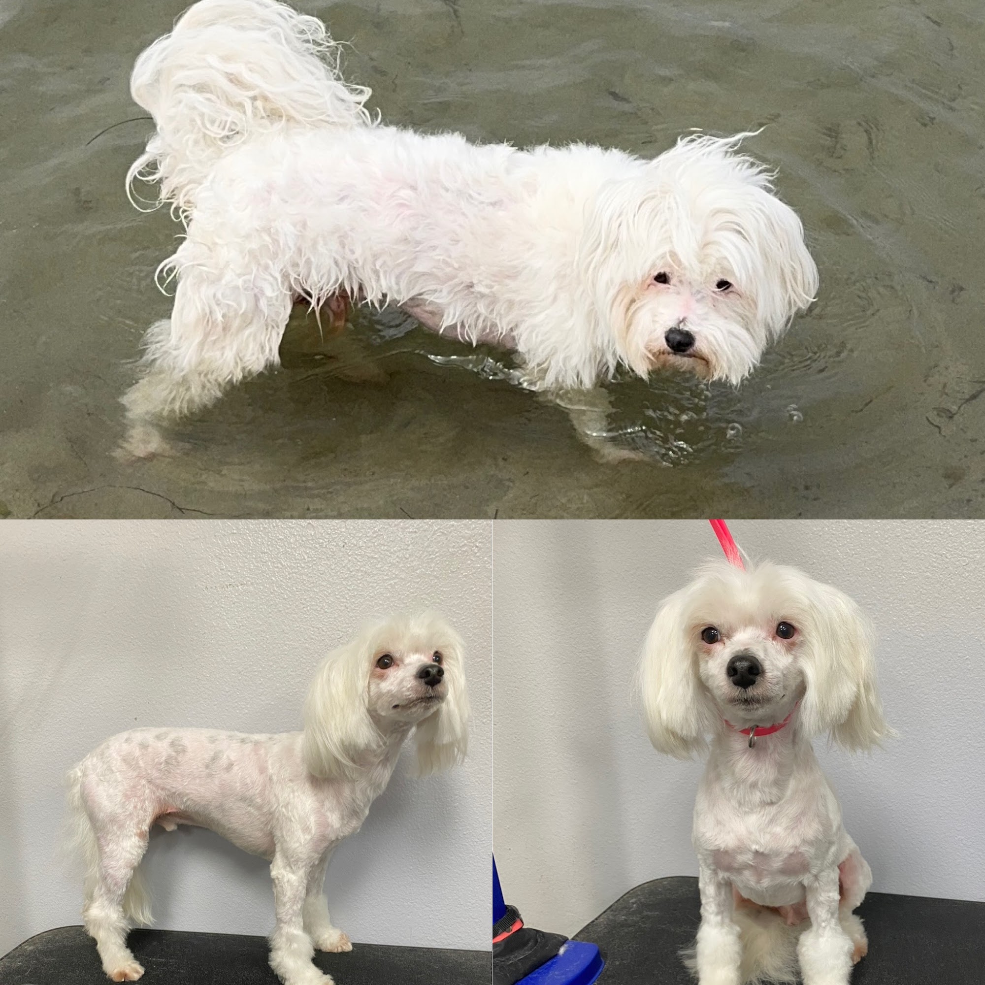 Easy Breezy Pet Groom & Grub San Diego