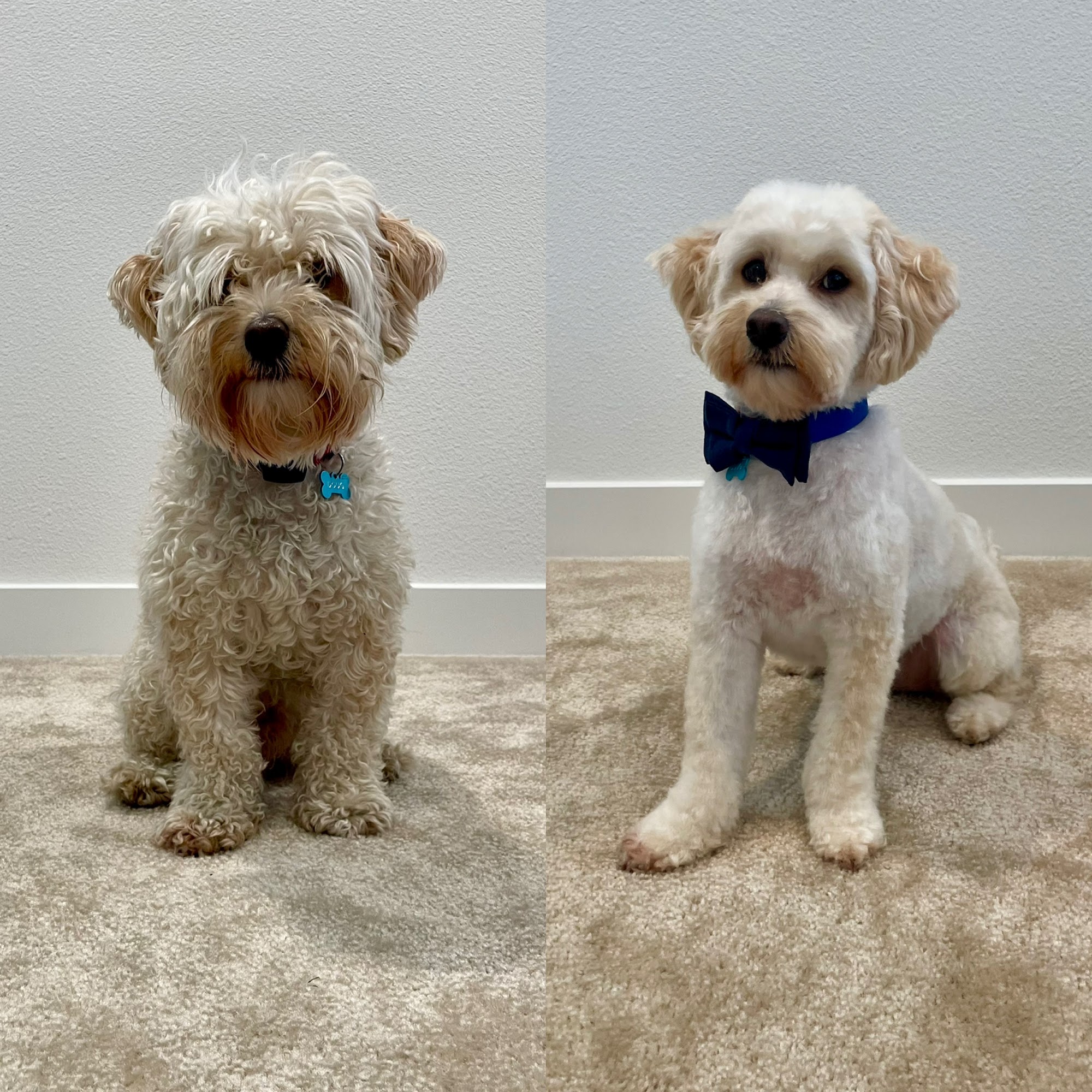 Because We Care Dog & Cat Grooming San Diego