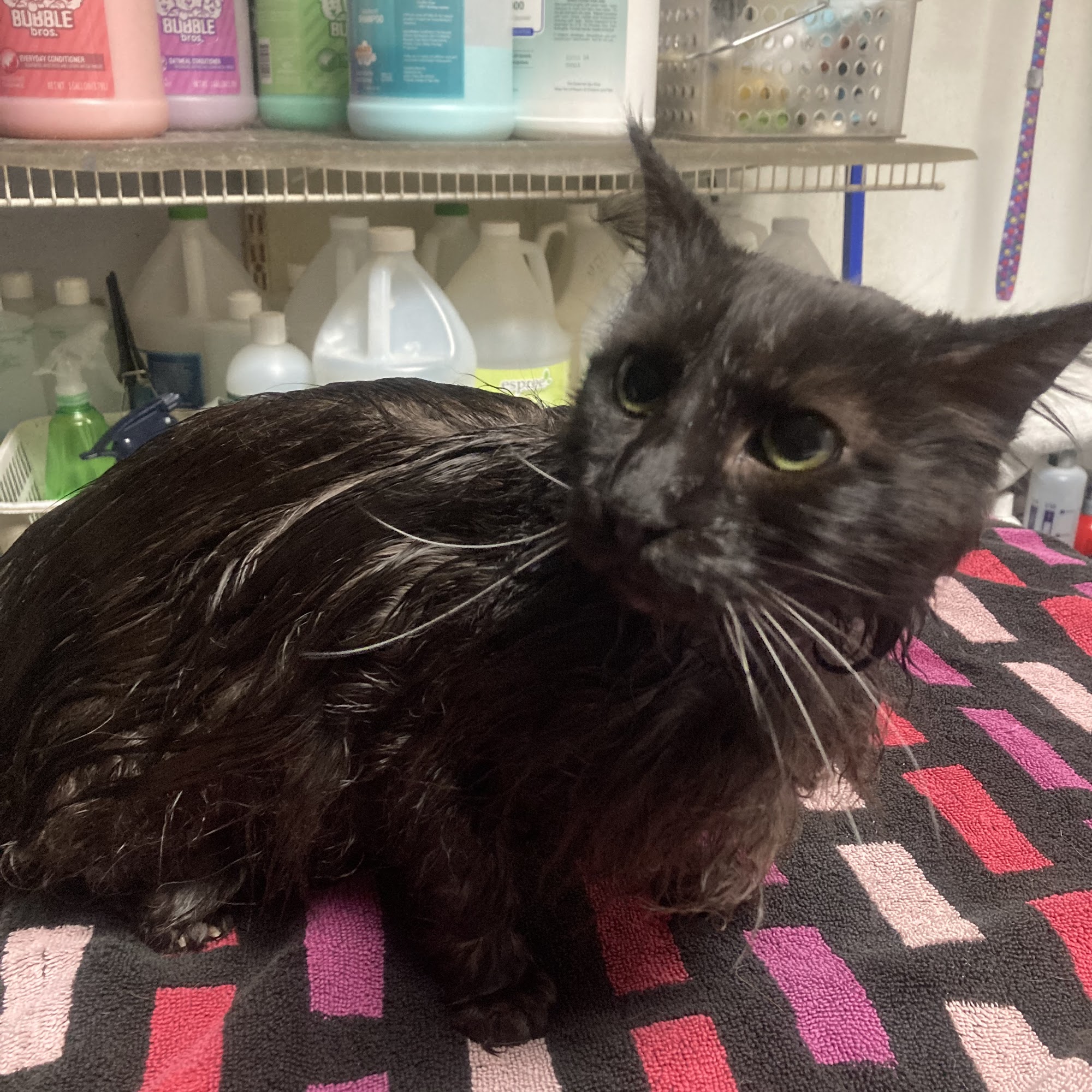 Because We Care Dog & Cat Grooming San Diego