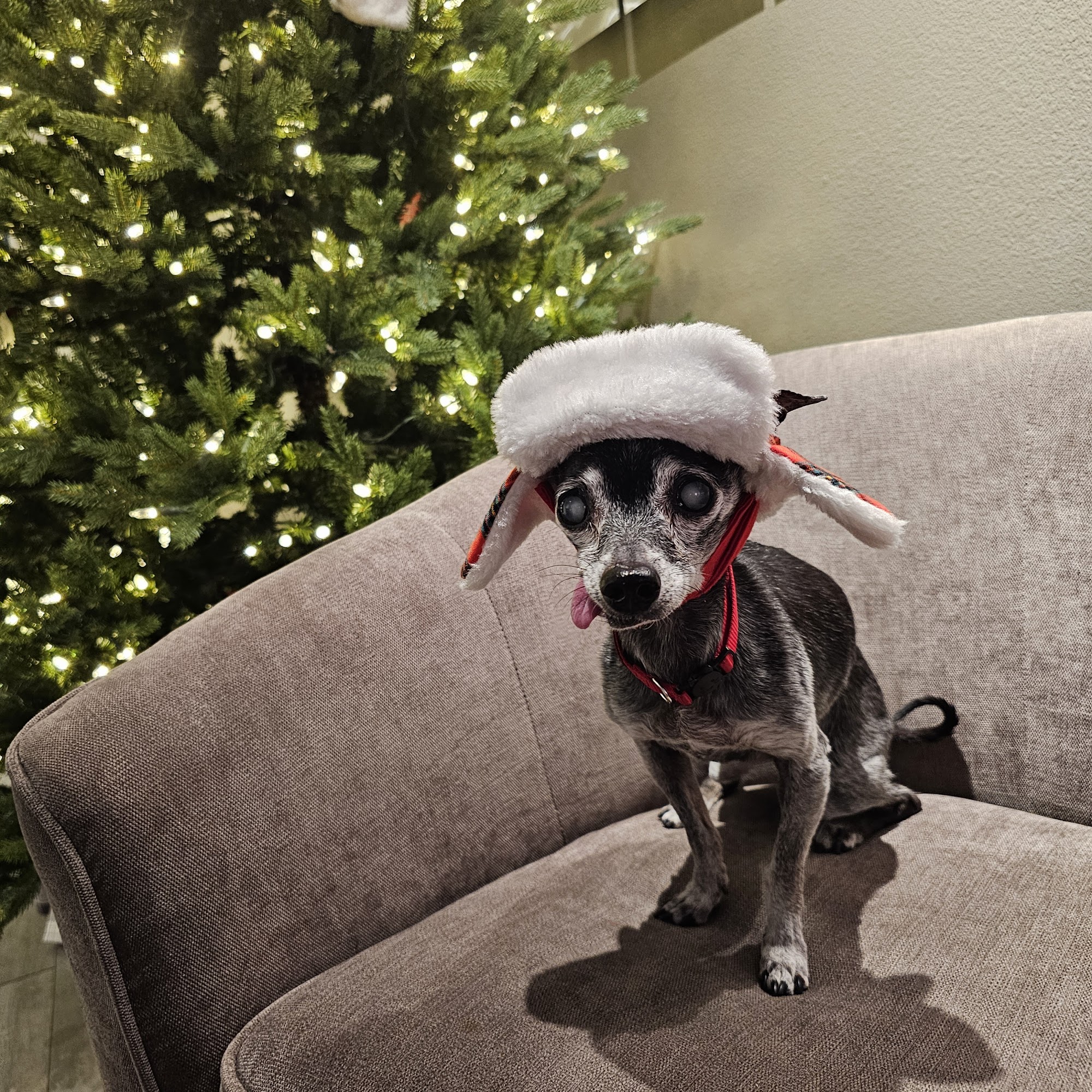 West Coast Animal Hospital San Diego