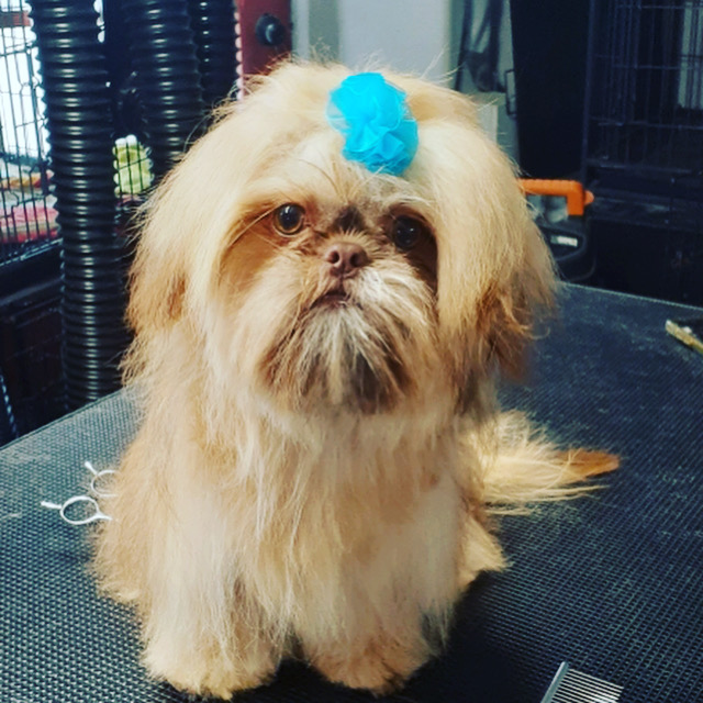 The Barking Lot of Hillcrest San Diego