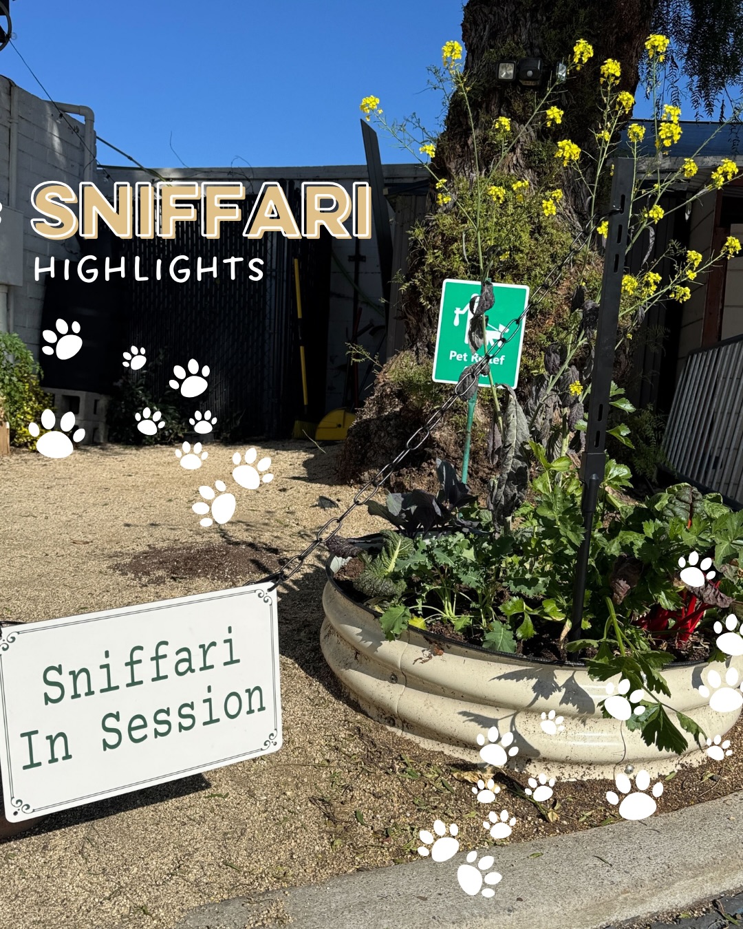 Dog Days San Diego San Diego