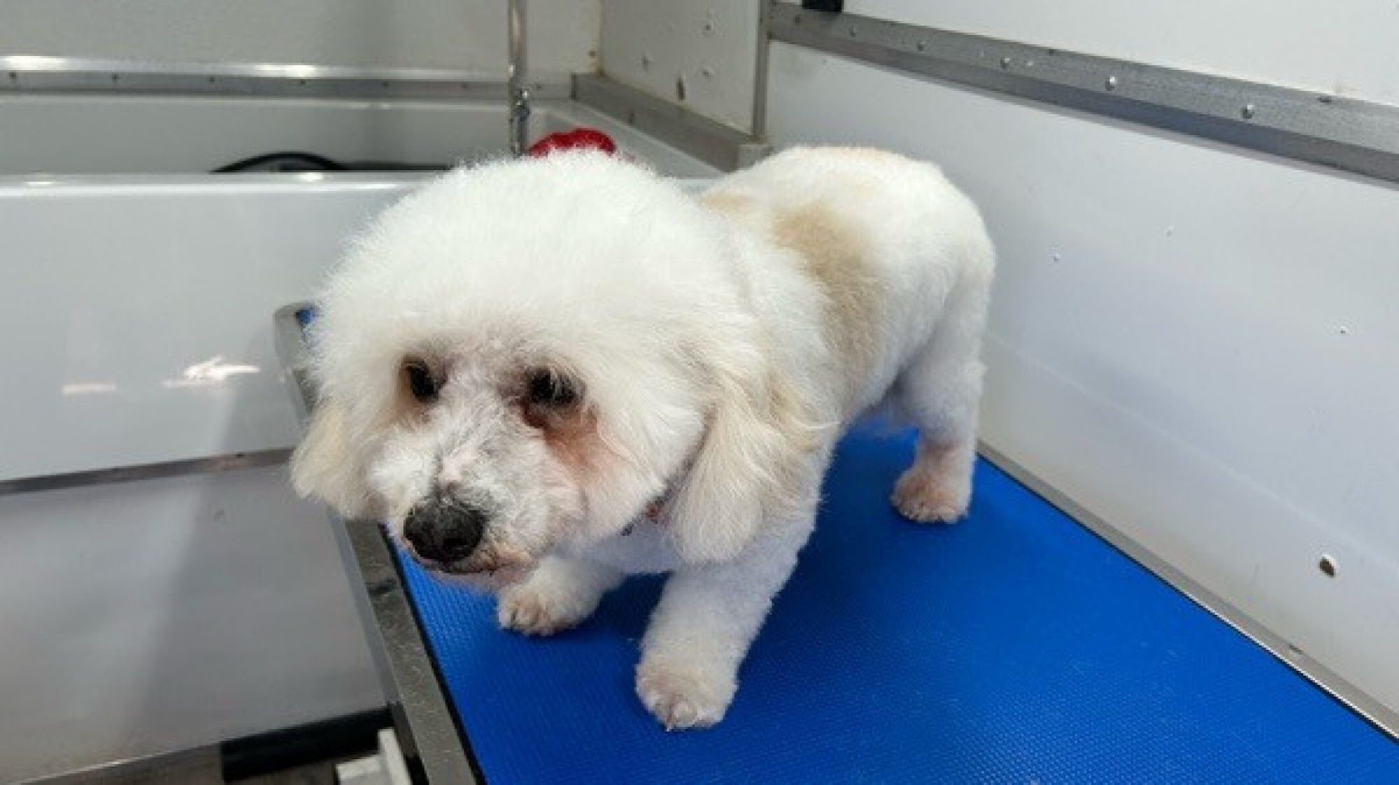 Private Mobile Grooming San Diego