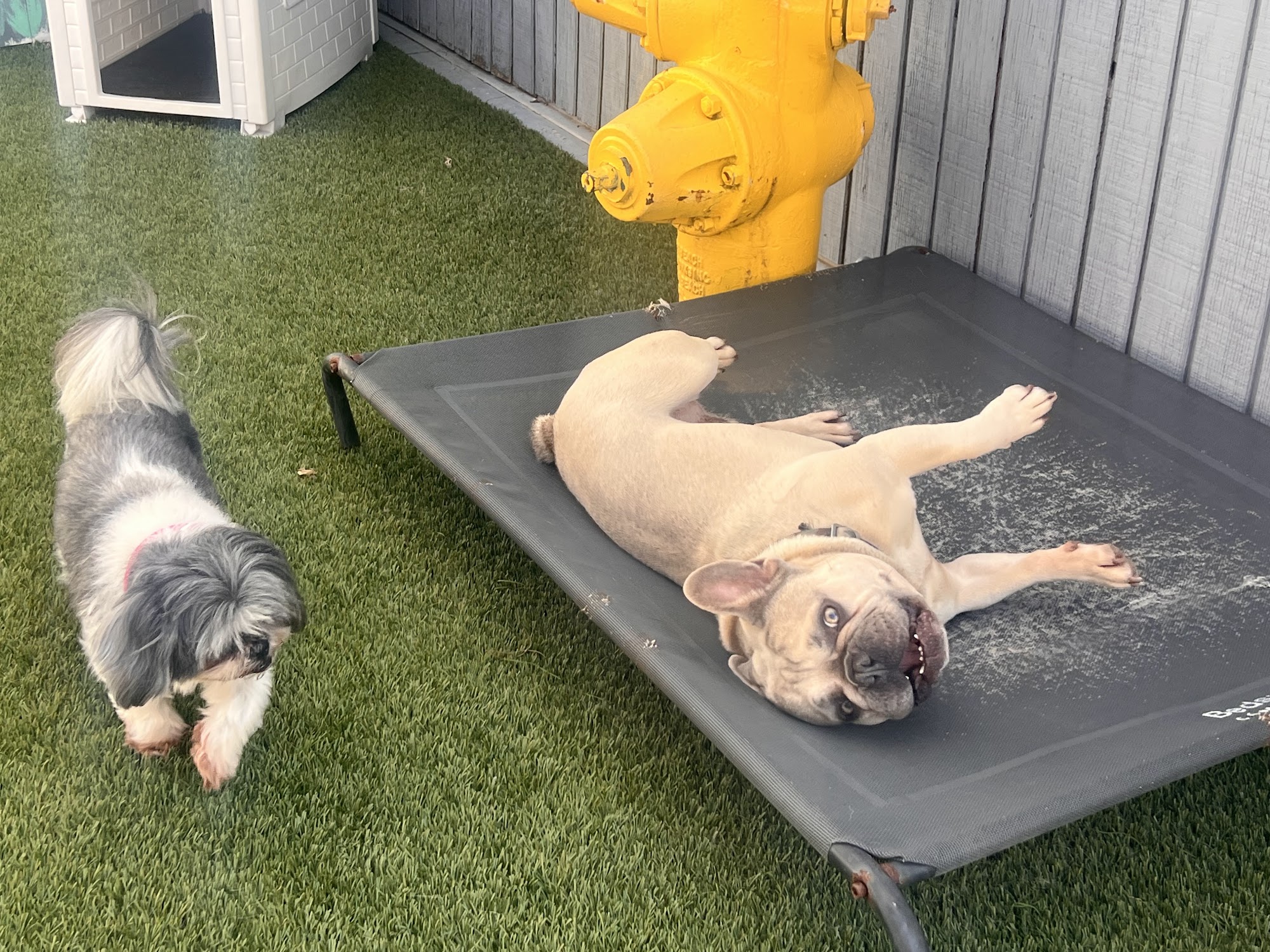 Down to Earth Dogs San Diego