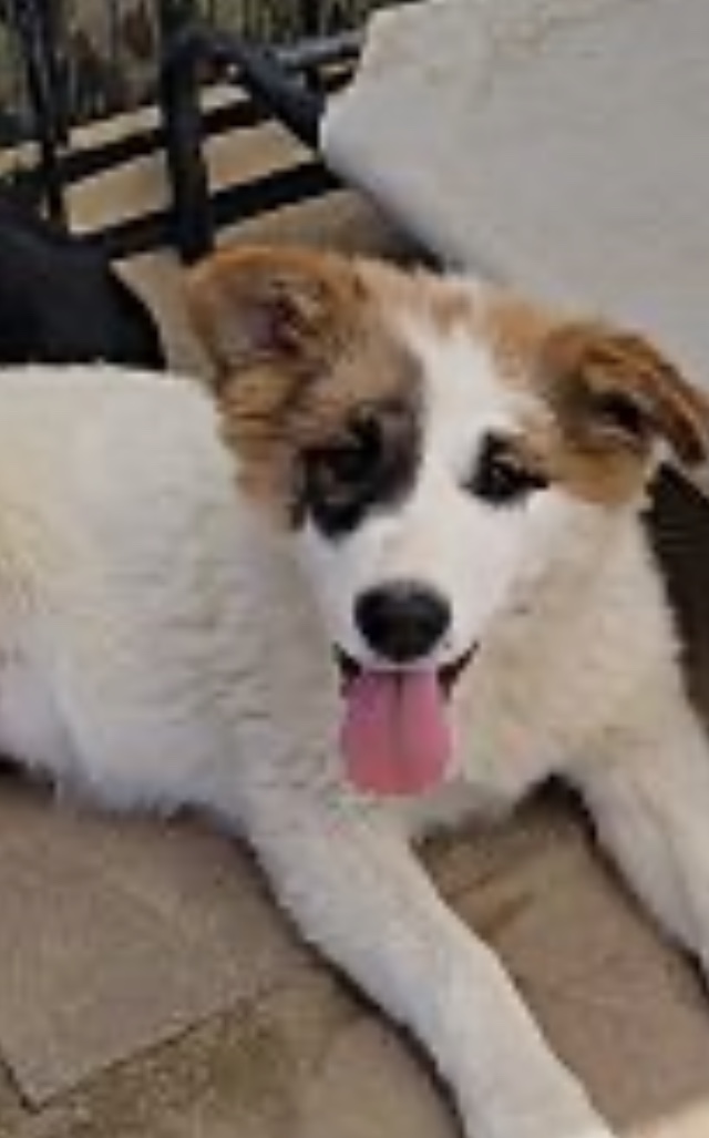 Torrey Highlands Pet Health Care Center San Diego