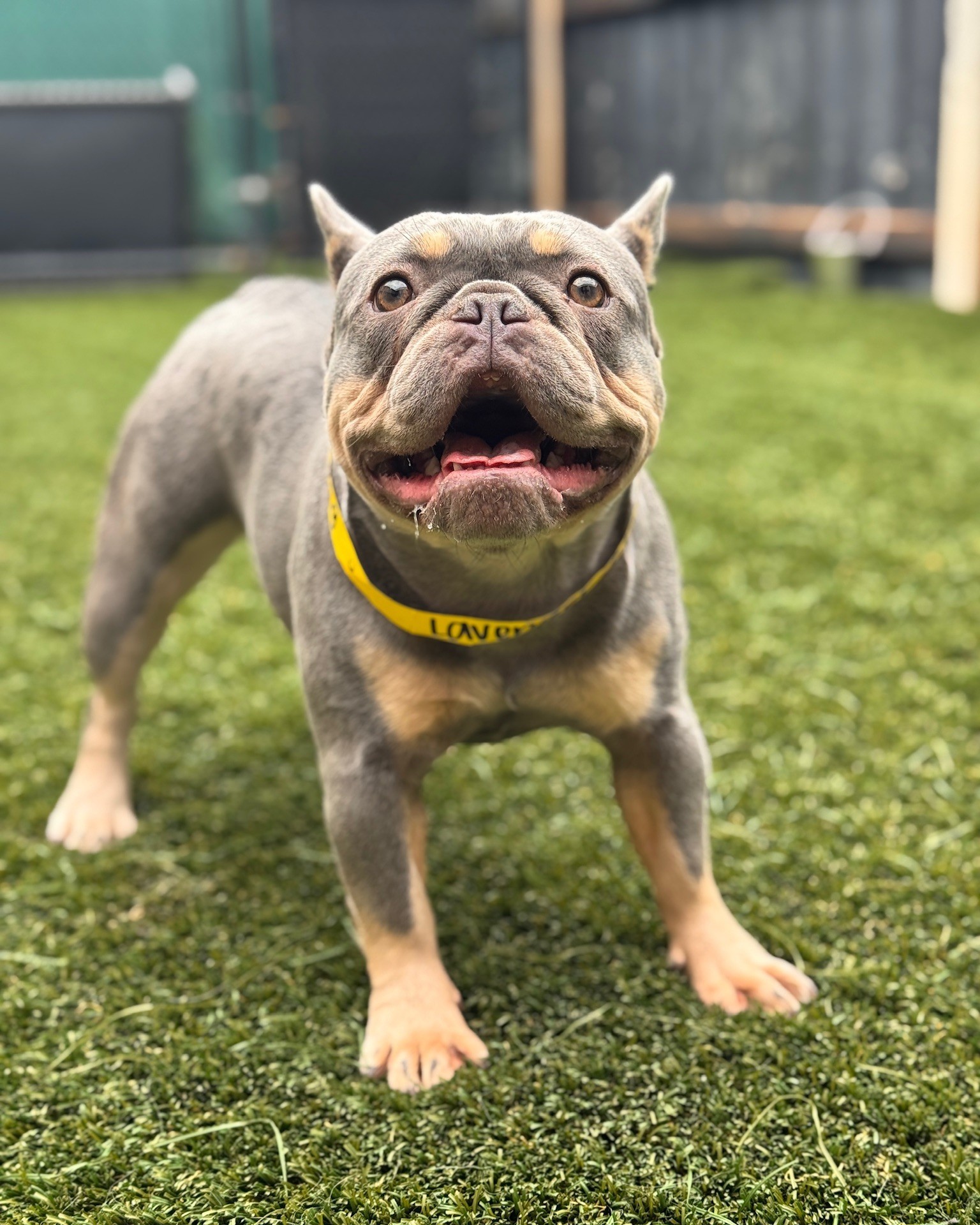 Paw Commons Pet Resort - Kearny Mesa San Diego