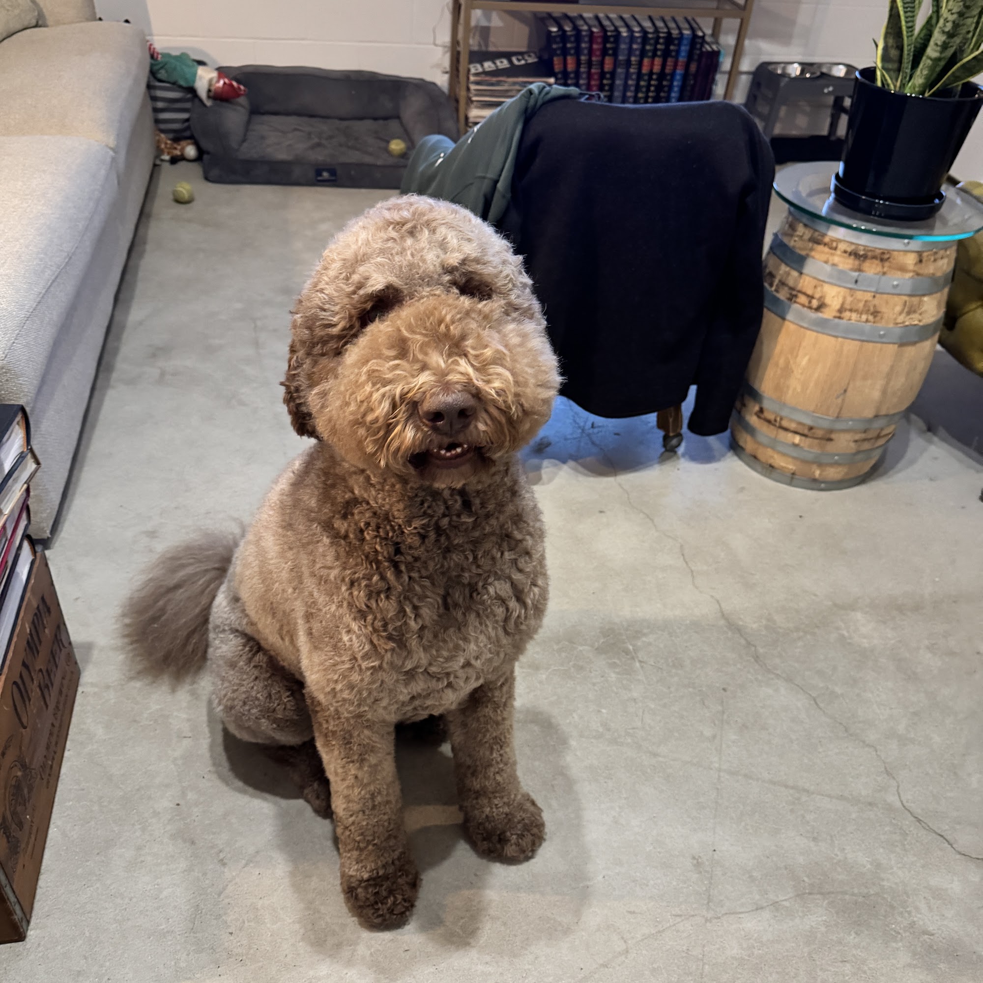 Groomer19 & Friends Pet Salon LLC San Diego