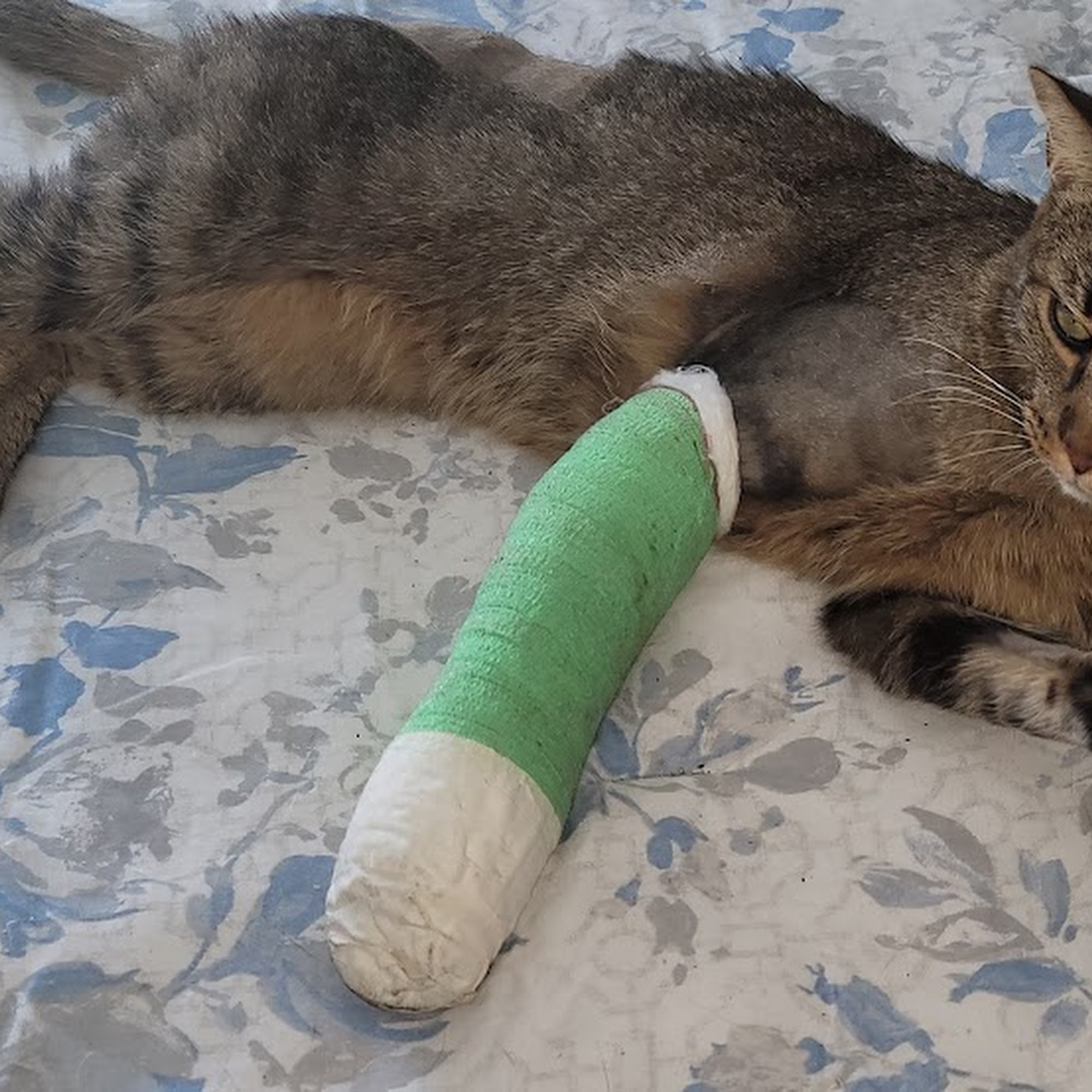 Animal Outpatient Surgery of San Diego and Blue Sky Veterinary Services, Inc. San Diego