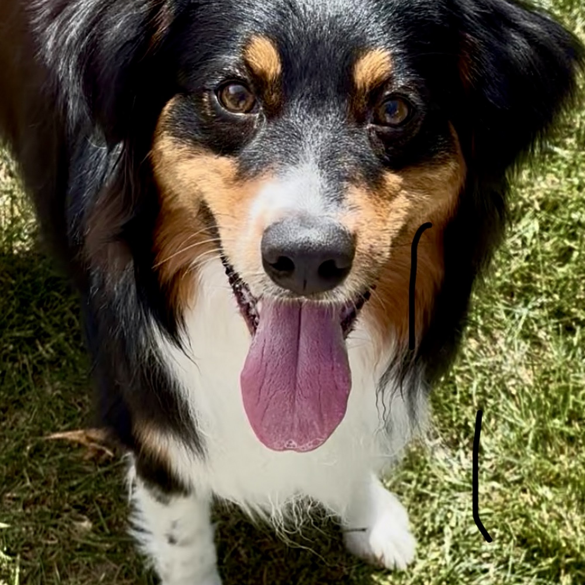 Del Norte Animal Hospital San Diego