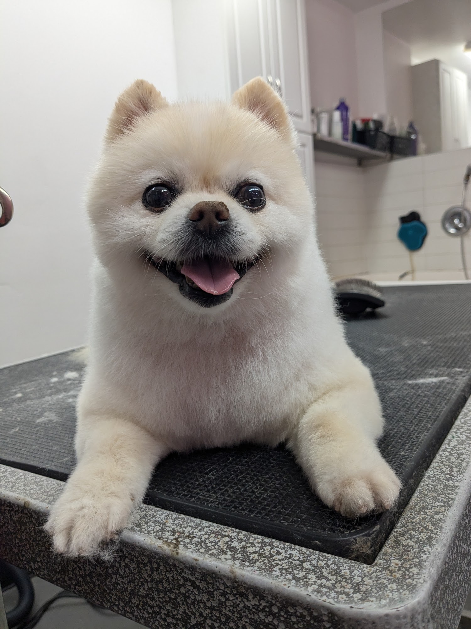 Olive, My Love Dog Grooming San Diego