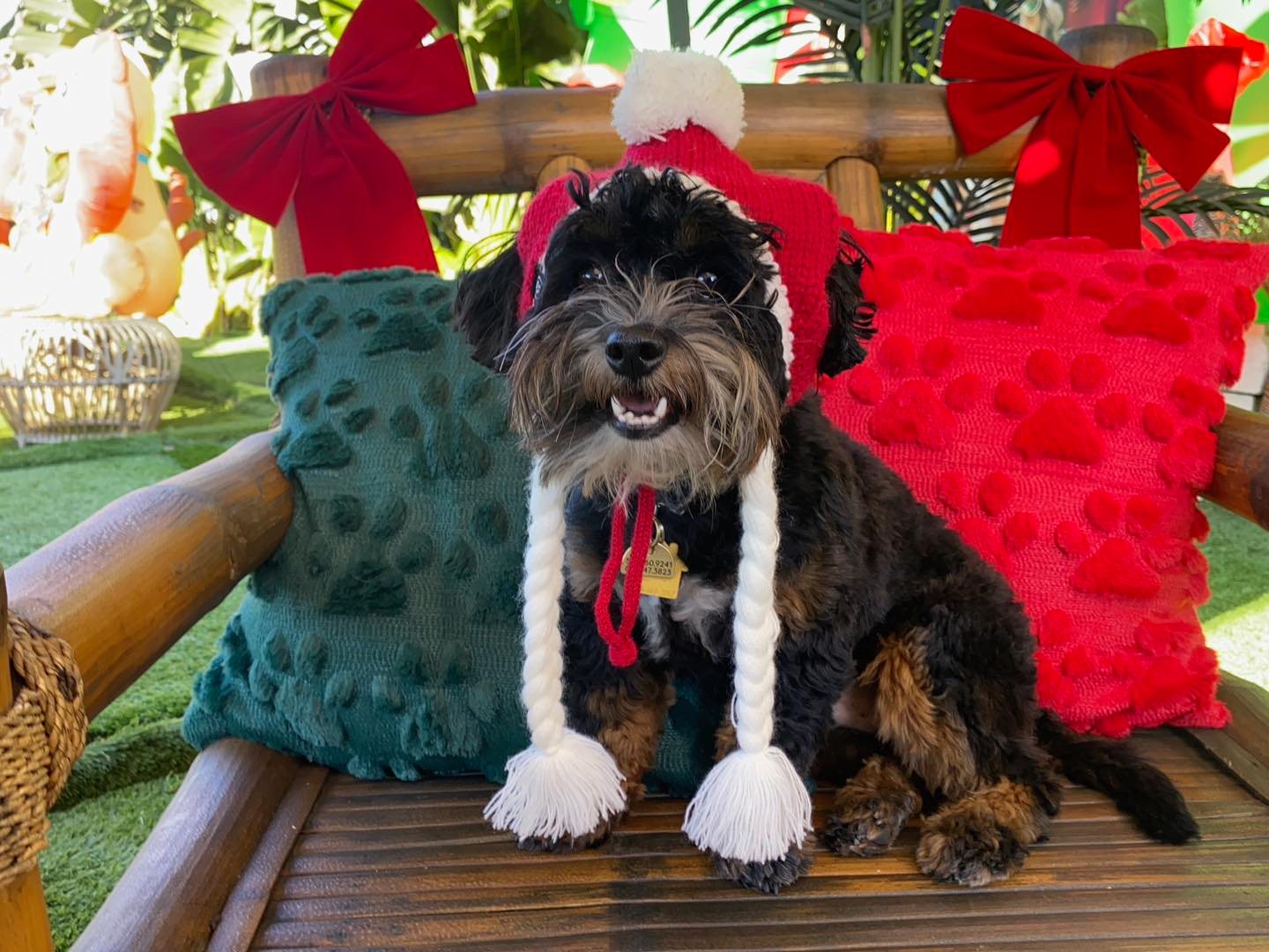 San Diego Dog Training San Diego