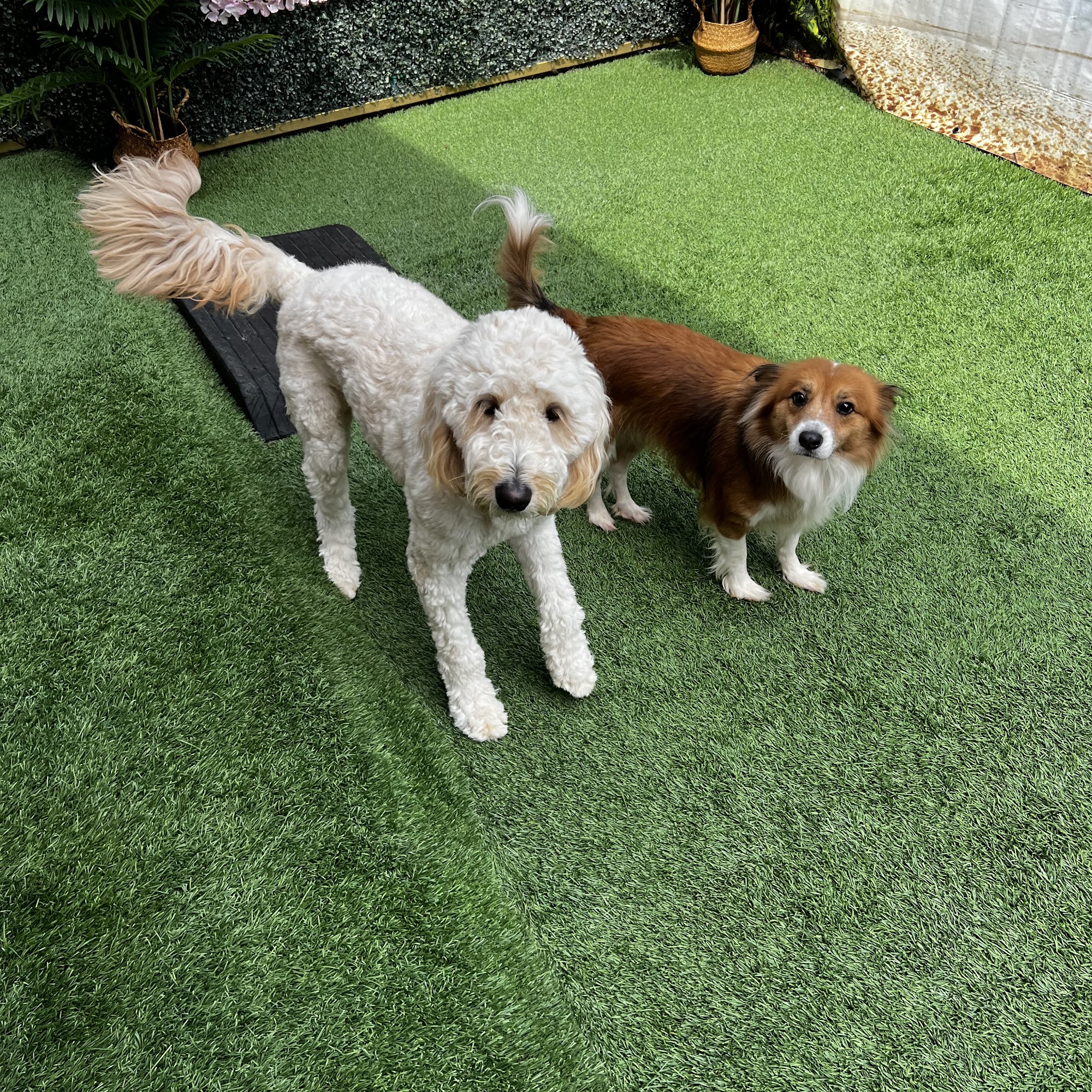 San Diego Dog Training San Diego