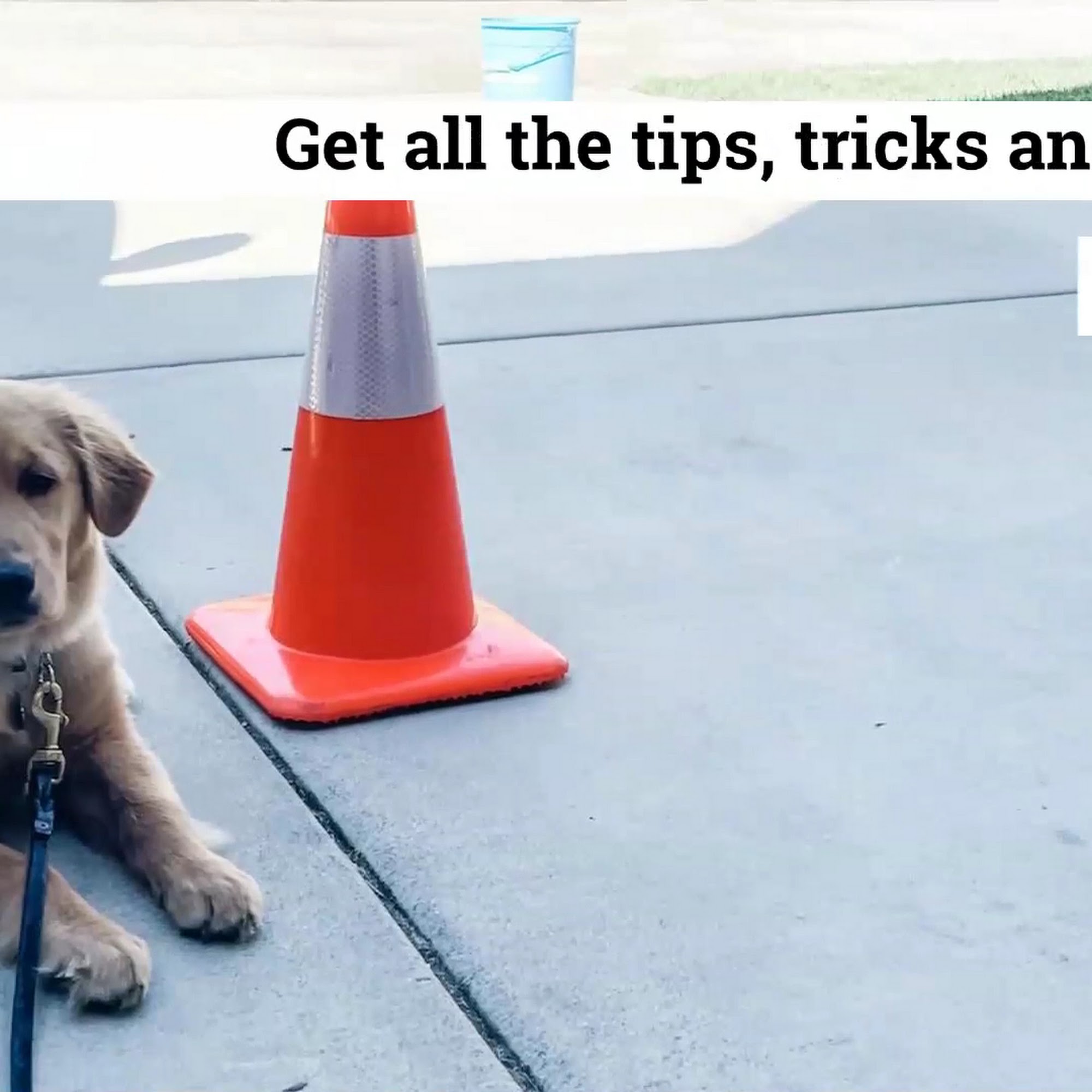 Man-K9 - San Diego Dog Training San Diego