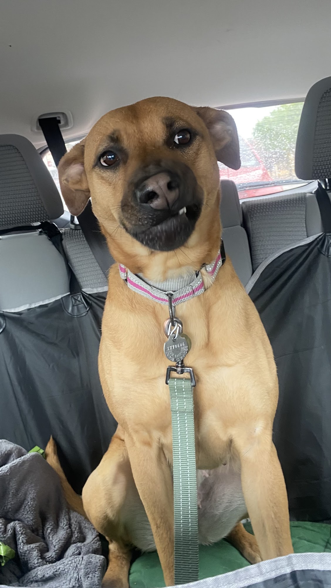 Mutt Scouts San Diego