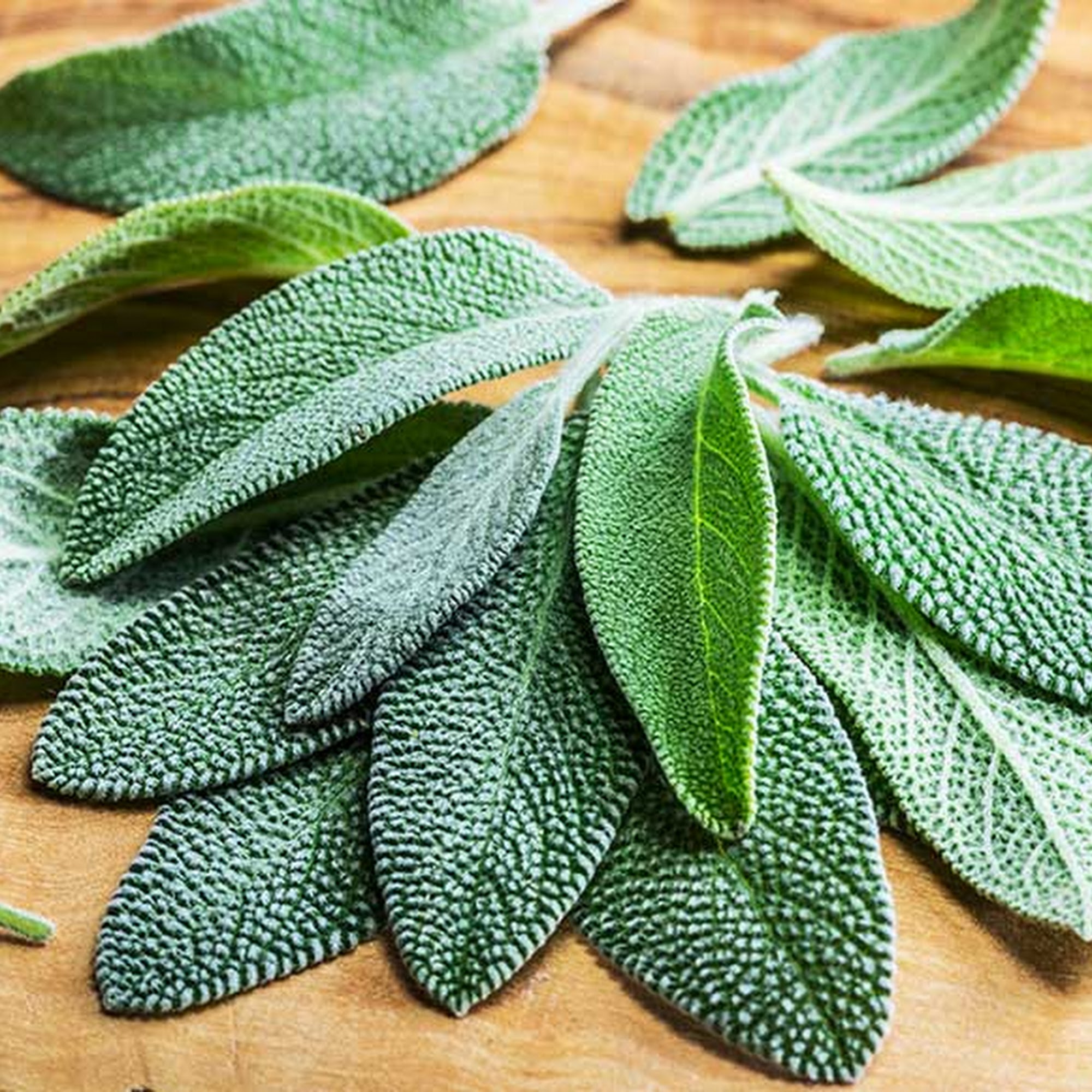 Self-Heal School of Herbal Studies and Healing