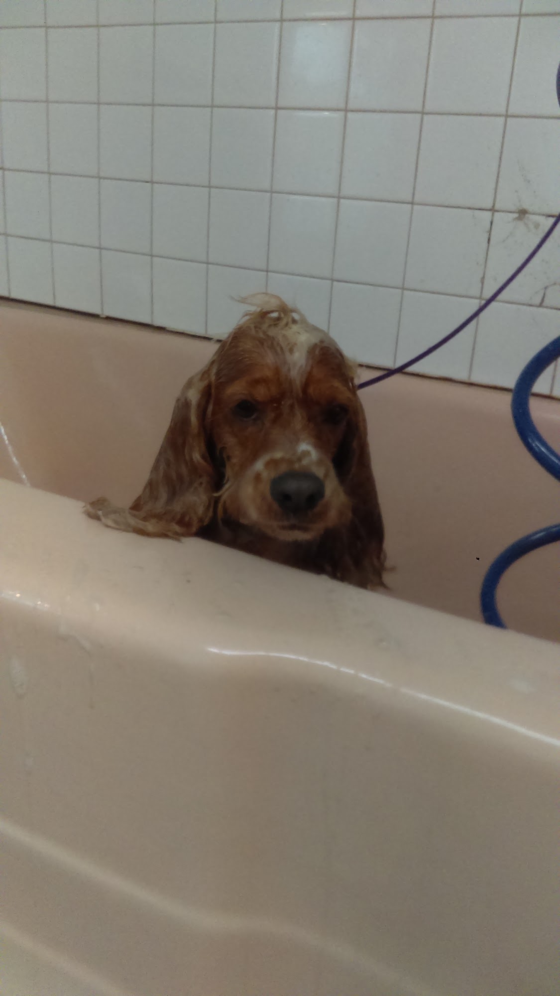 Castle Pets San Dimas