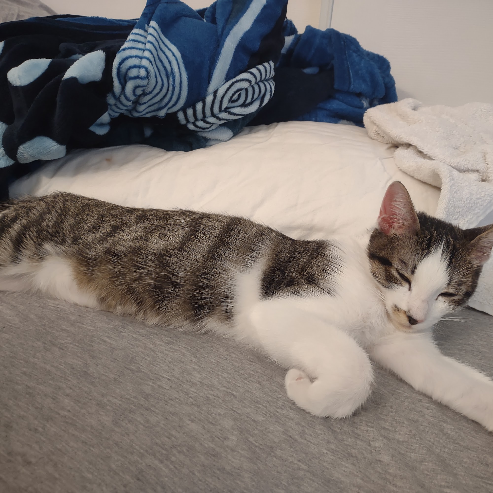 Arrow Animal Hospital San Dimas