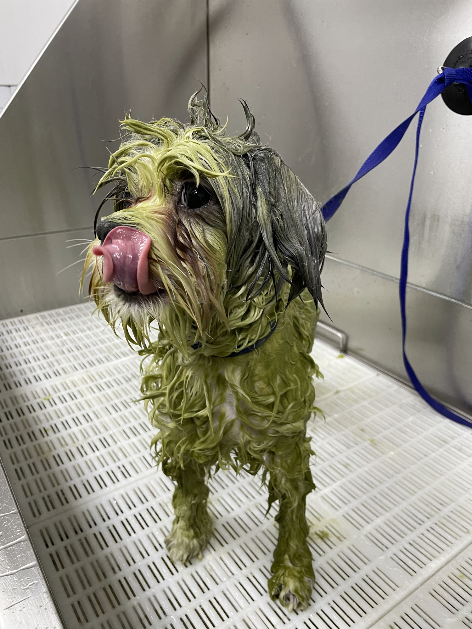 Aroma Pets Grooming San Dimas