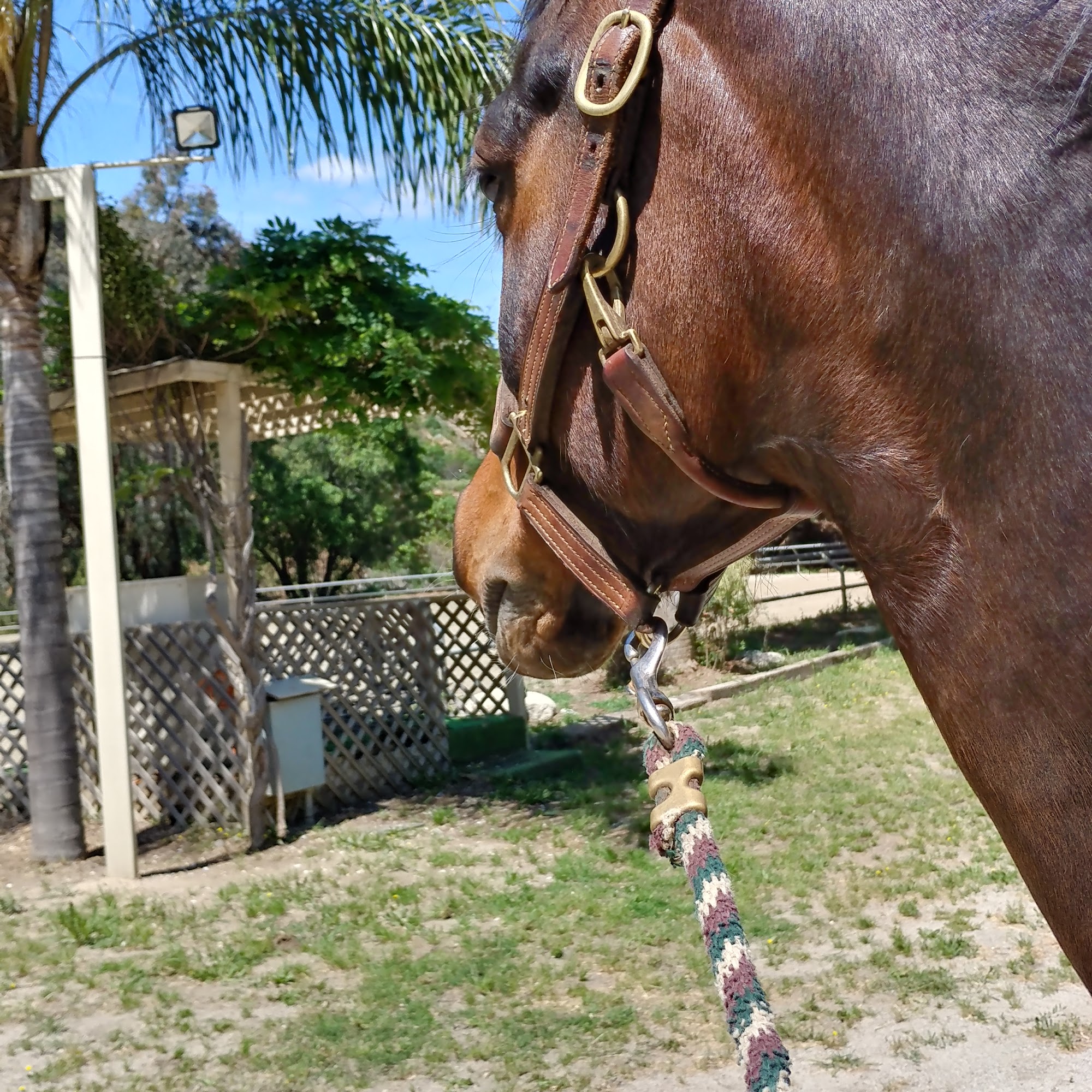 Topline Equine Veterinary Inc. Samantha Abair DVM San Dimas