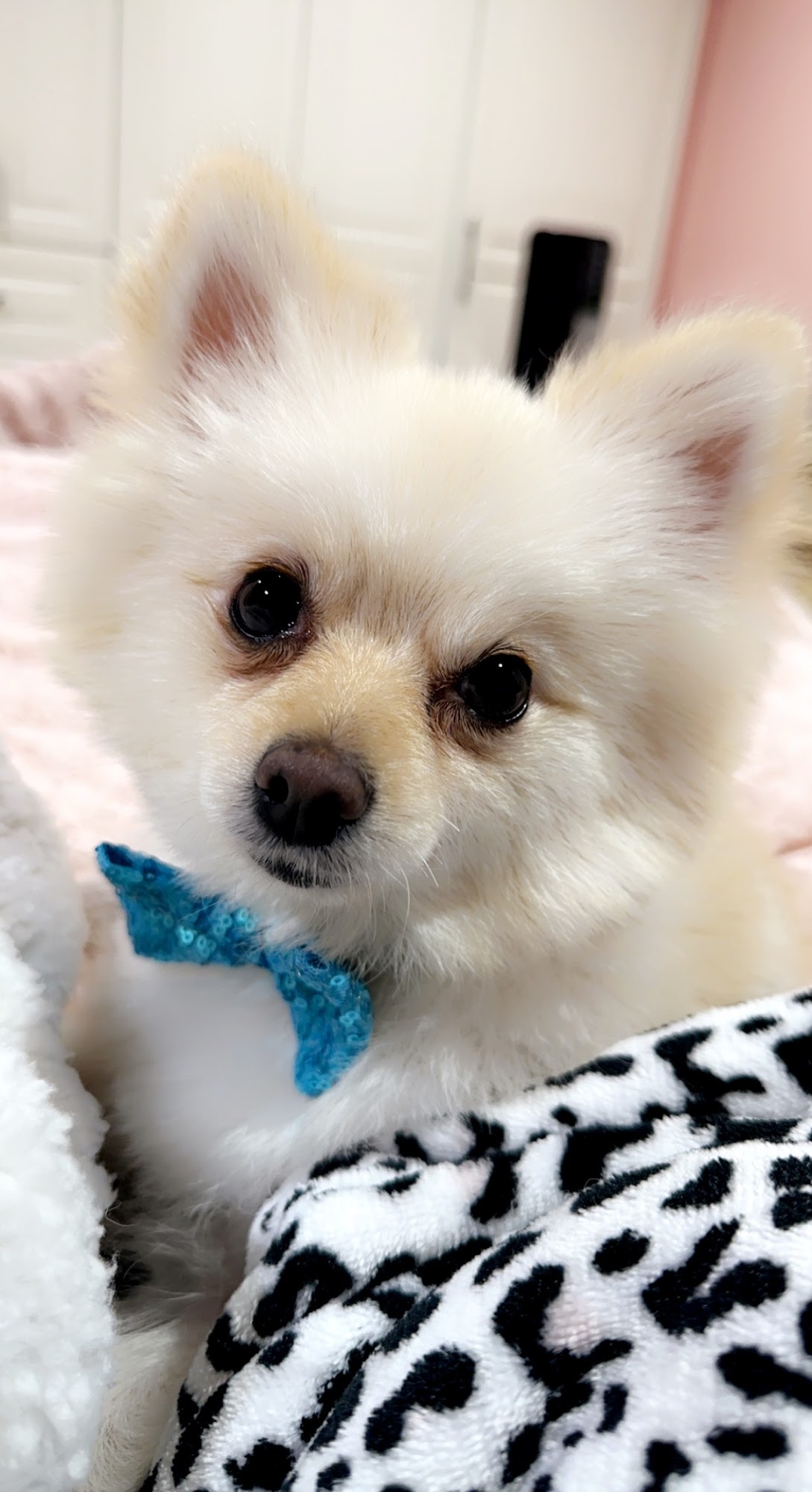 Via Verde Animal Hospital San Dimas