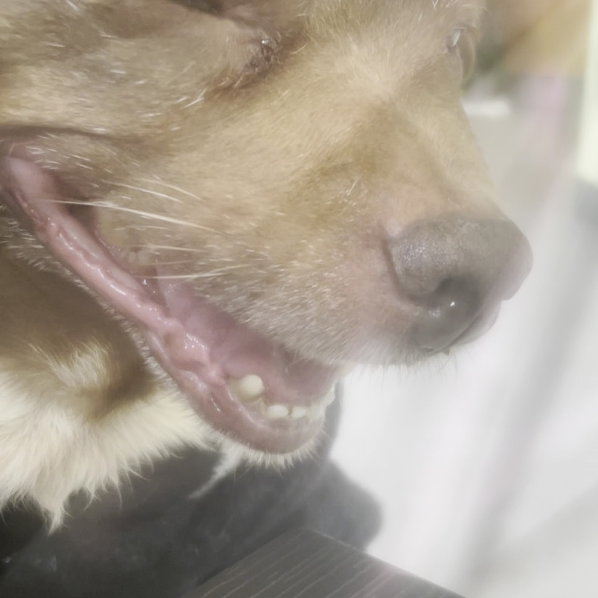 Via Verde Animal Hospital San Dimas