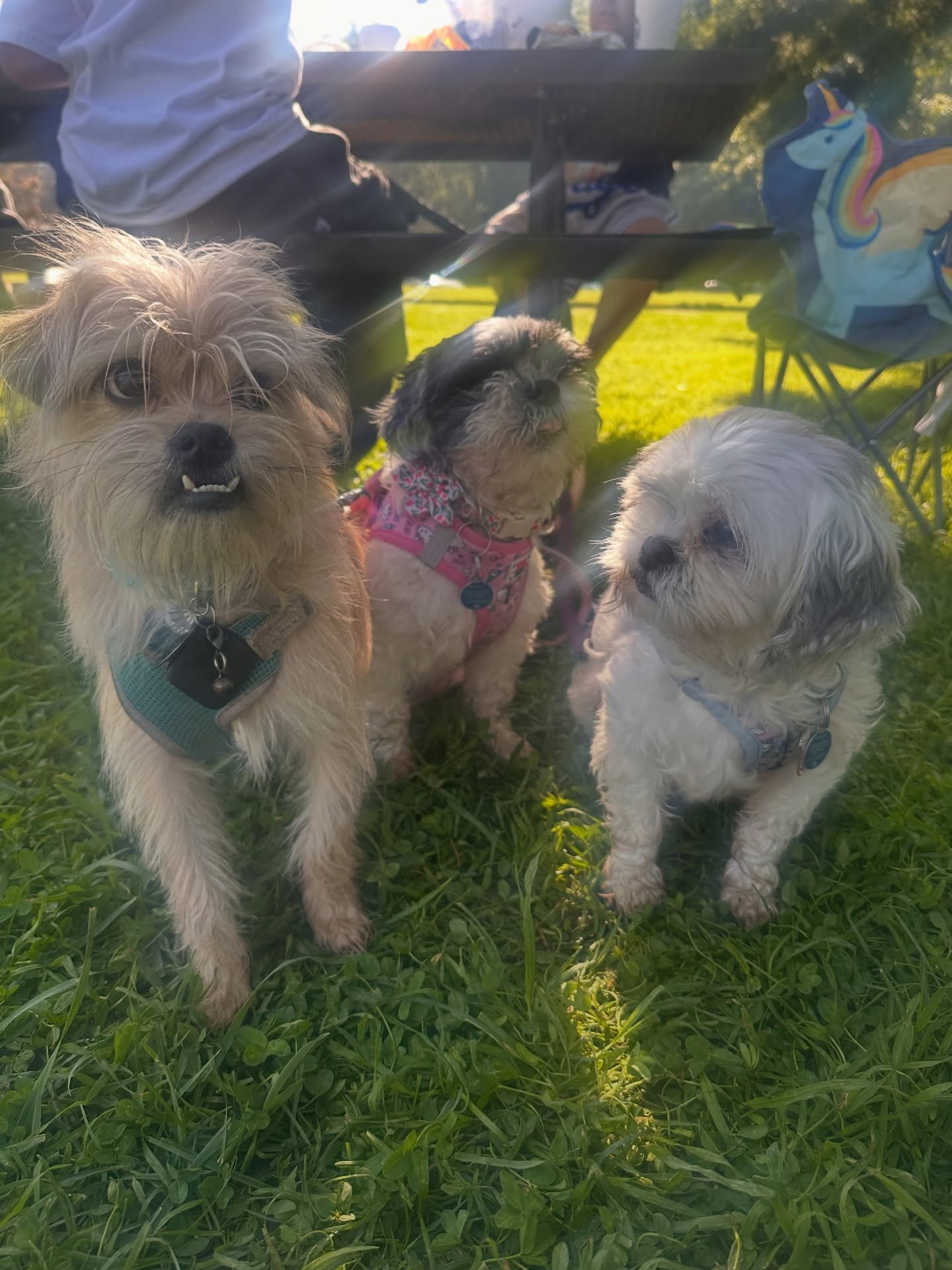 Via Verde Animal Hospital San Dimas