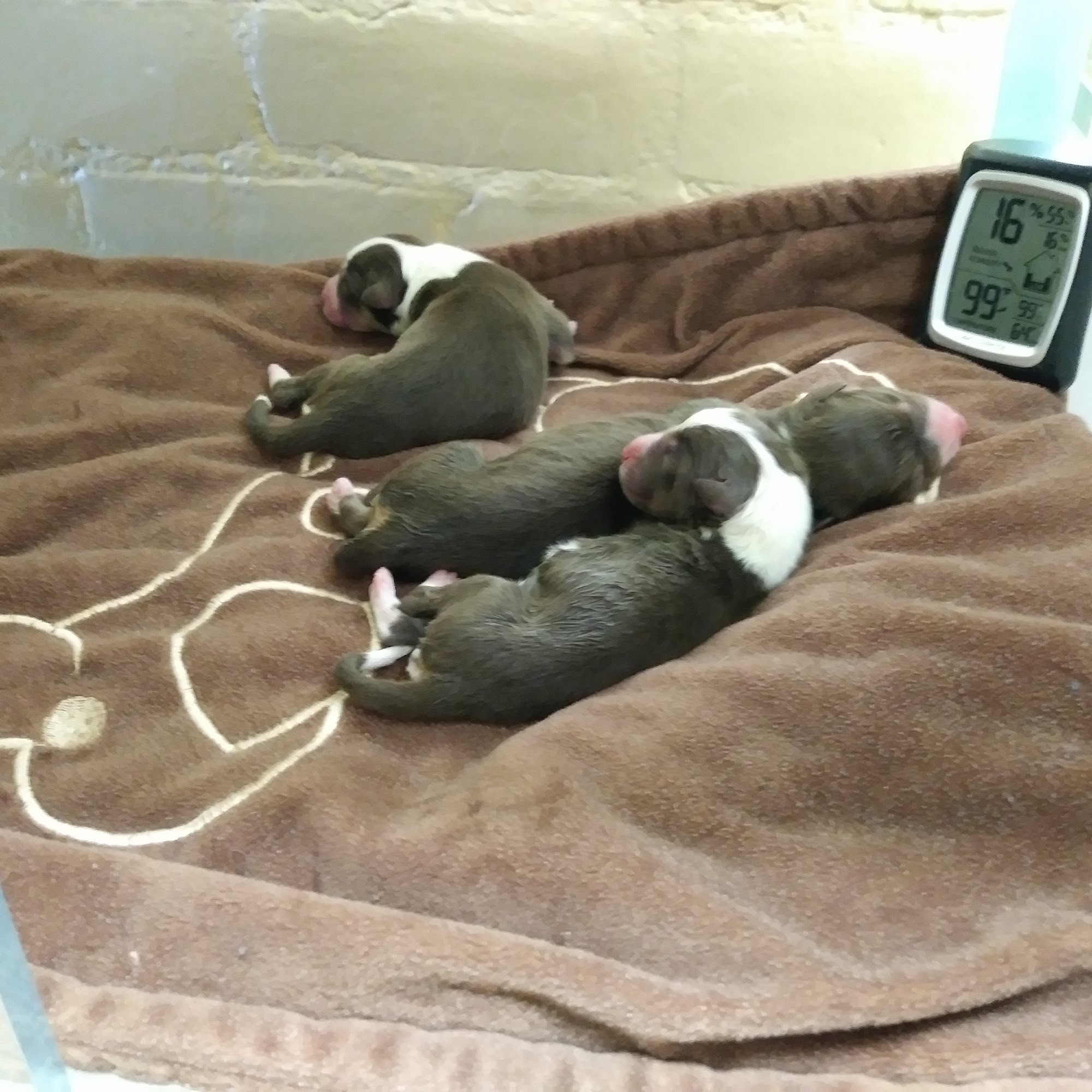 Dill Veterinary Hospital & Reproductive Services San Fernando