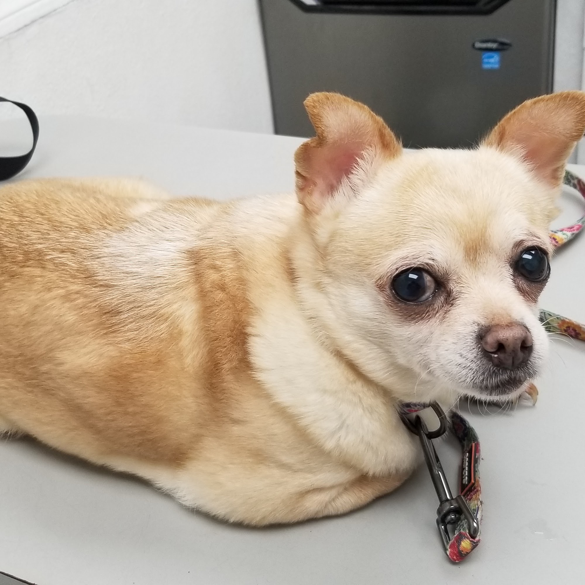 San Fernando Pet Hospital San Fernando