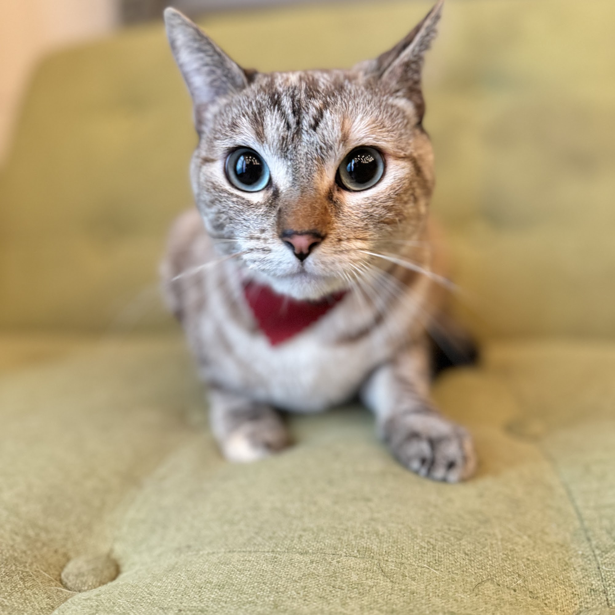 Zeus Barber Pet Spa San Fernando