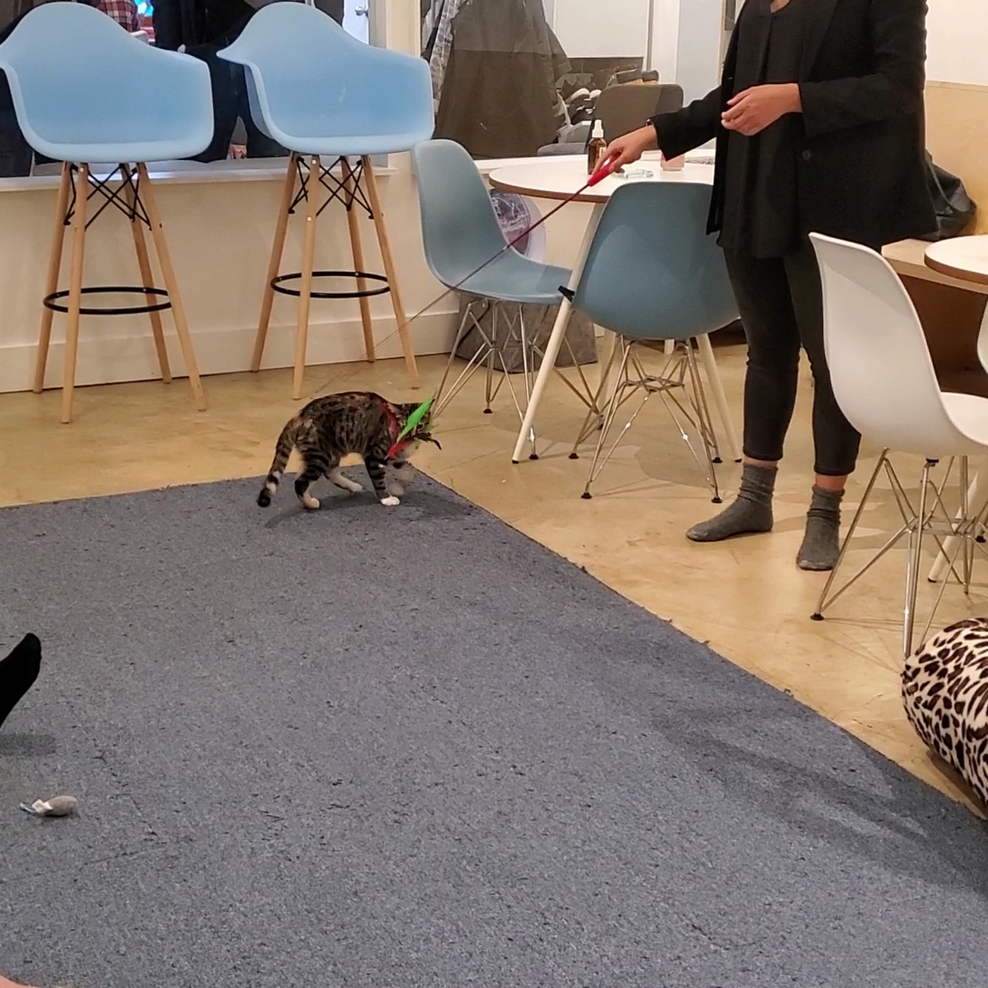 KitTea Cat Lounge San Francisco