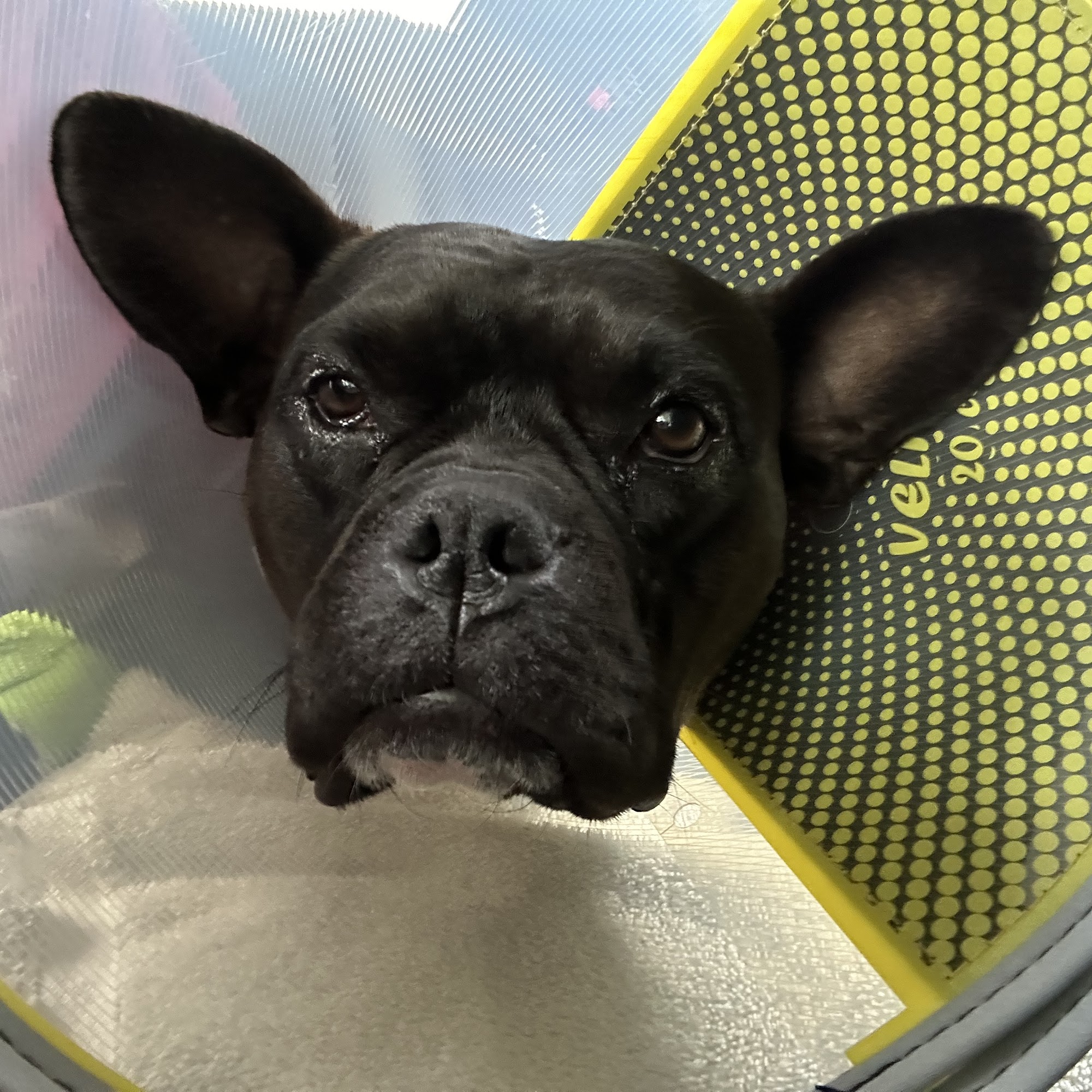 Veterinary Vision Animal Eye Specialists San Francisco