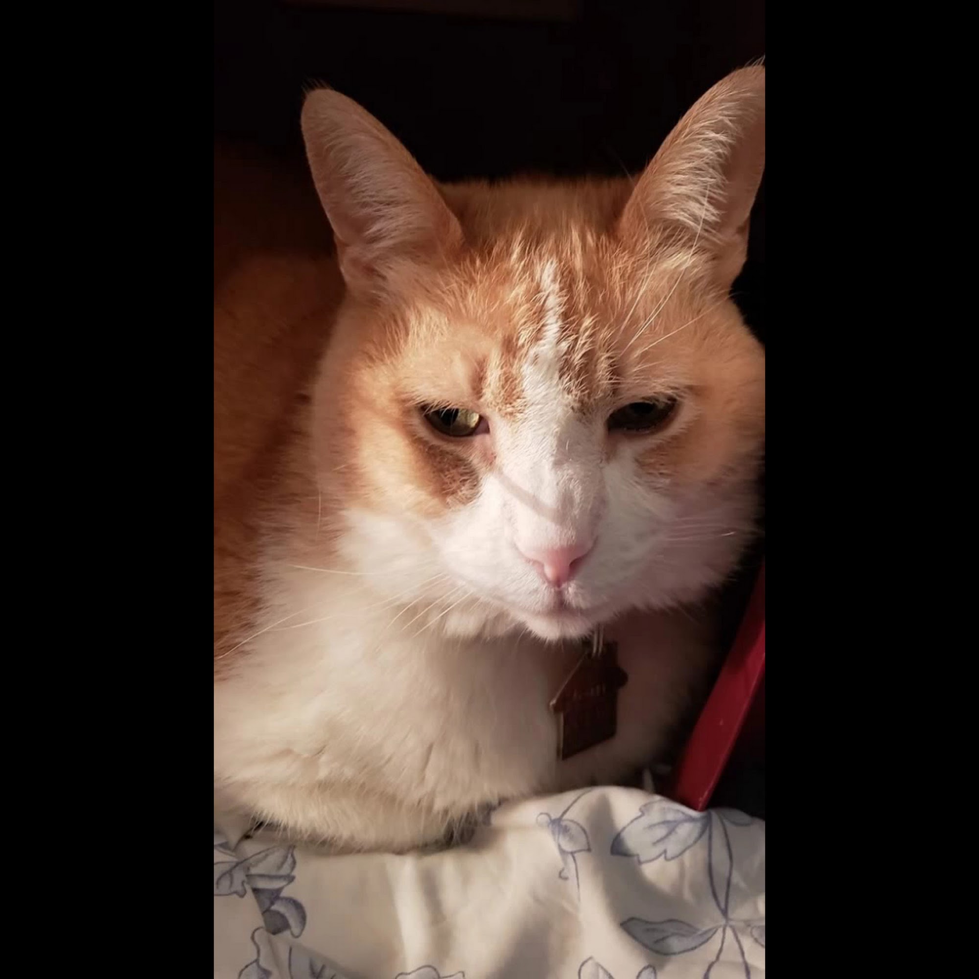 Nob Hill Cat Clinic San Francisco