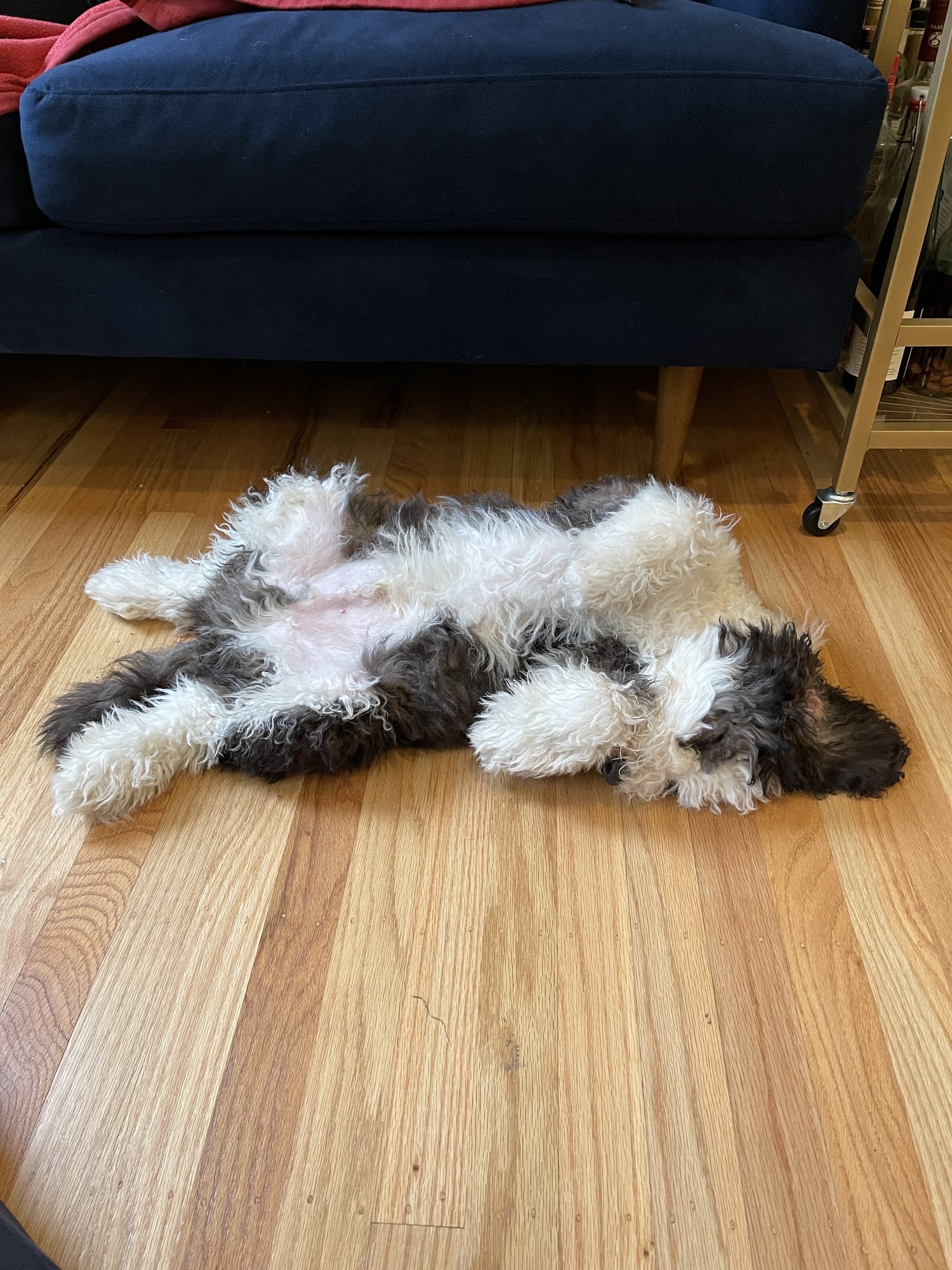 SF Puppy Prep San Francisco