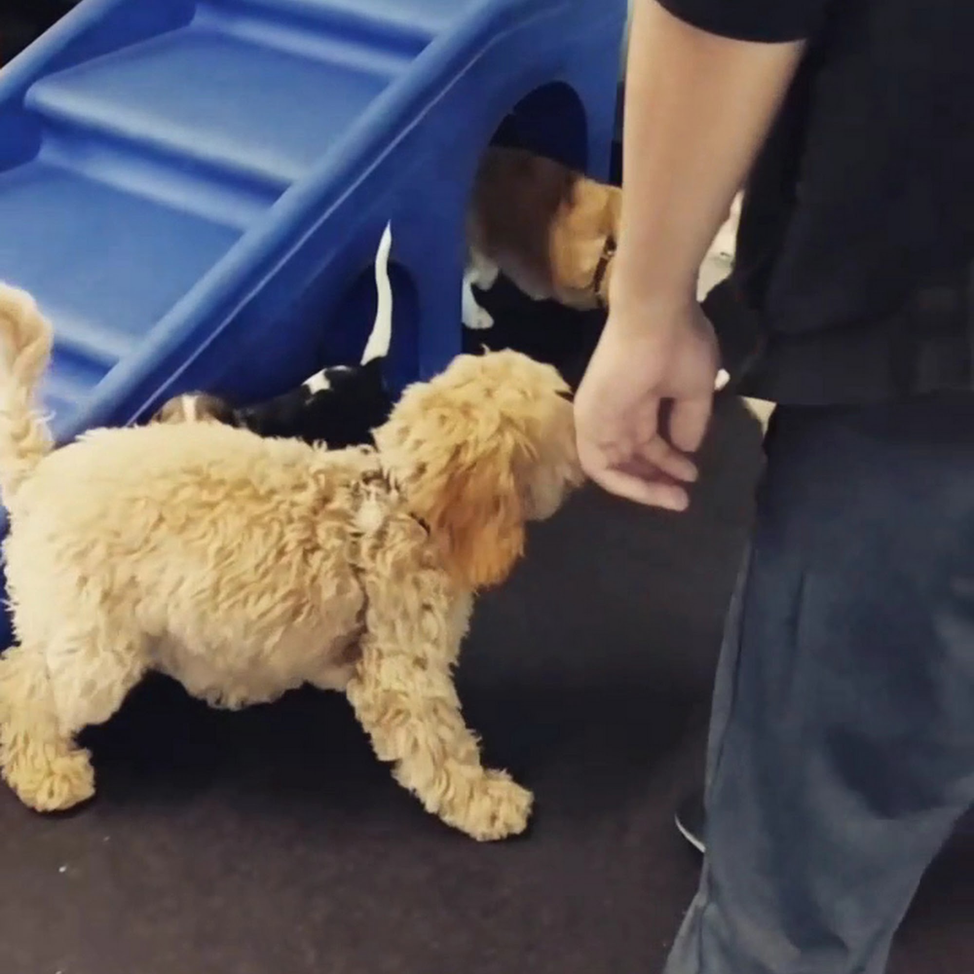 SF Puppy Prep San Francisco