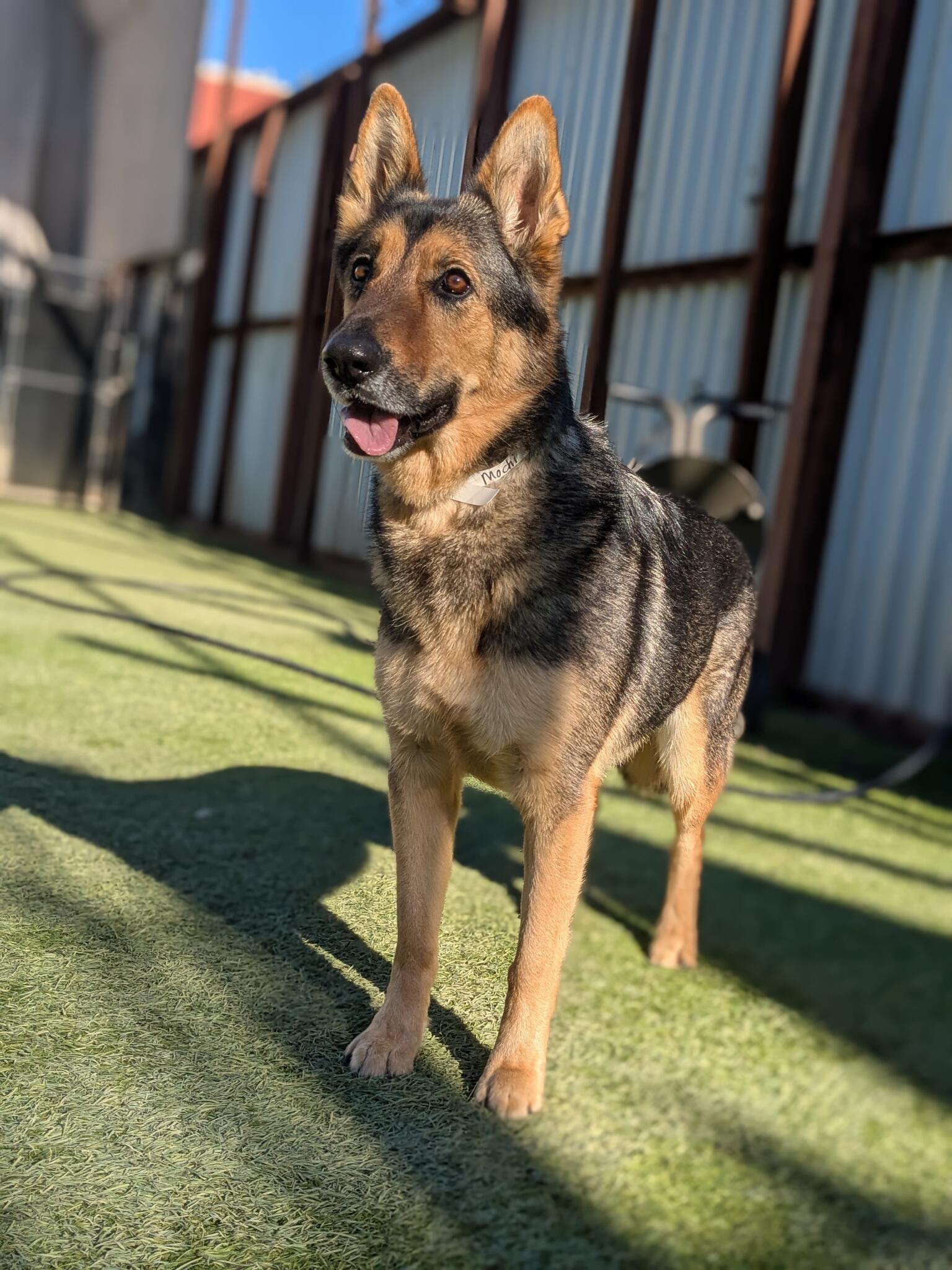 Pet Camp San Francisco San Francisco