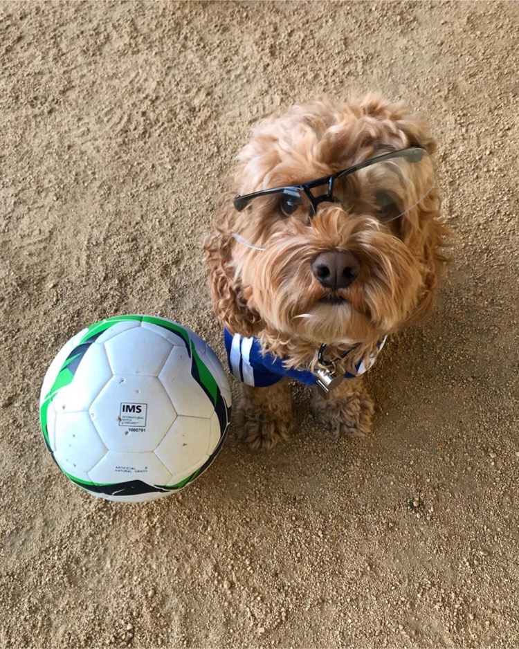 Dogpile Dogs San Francisco