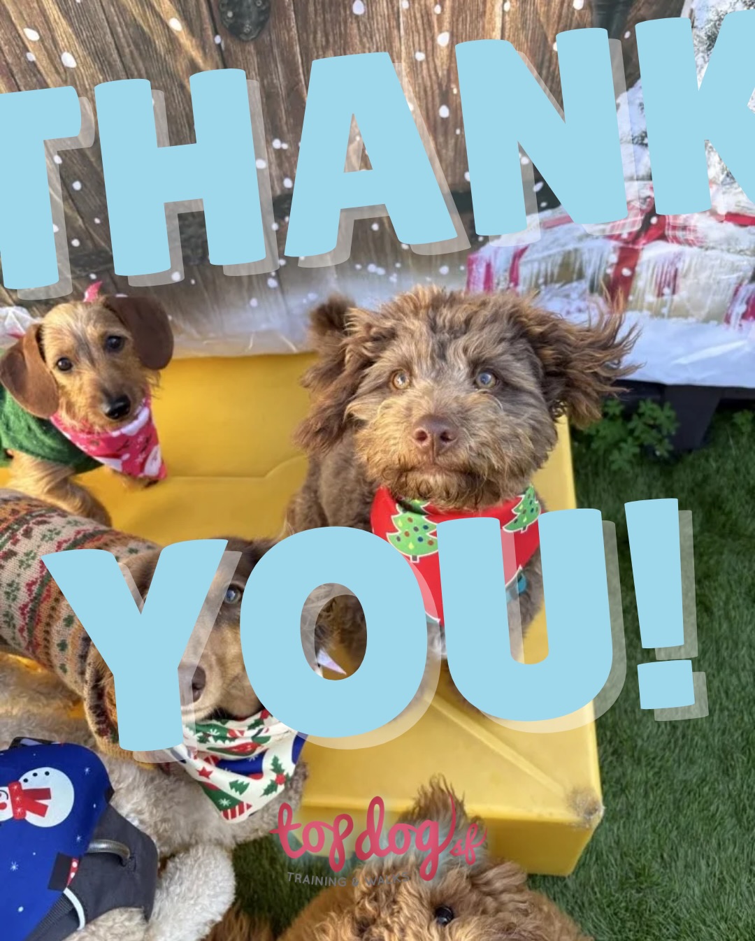 Top Dog SF San Francisco