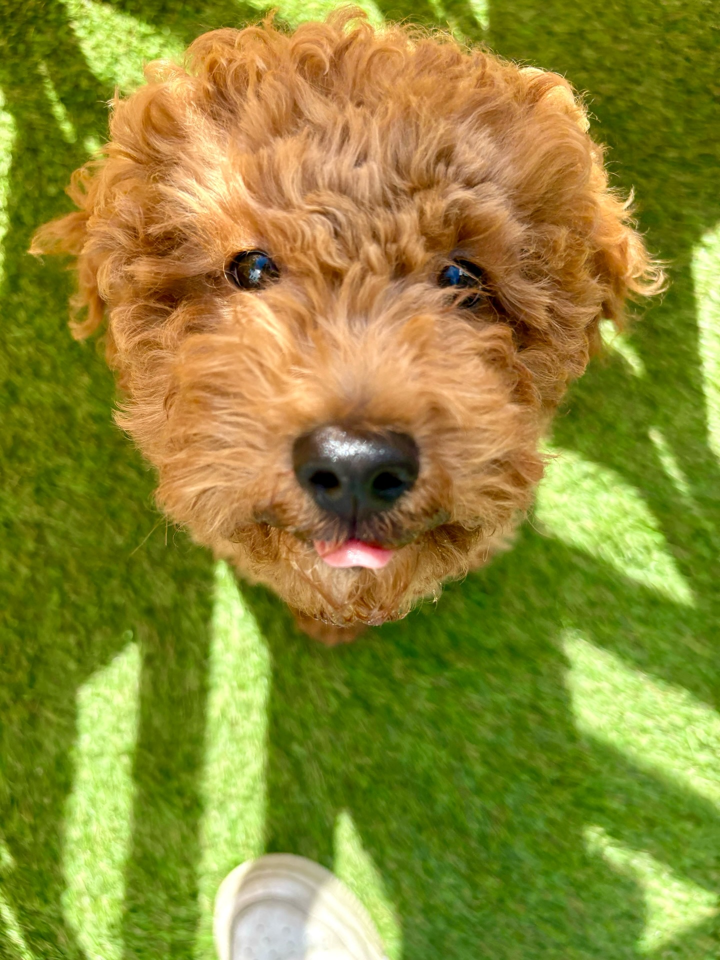 Top Dog SF San Francisco