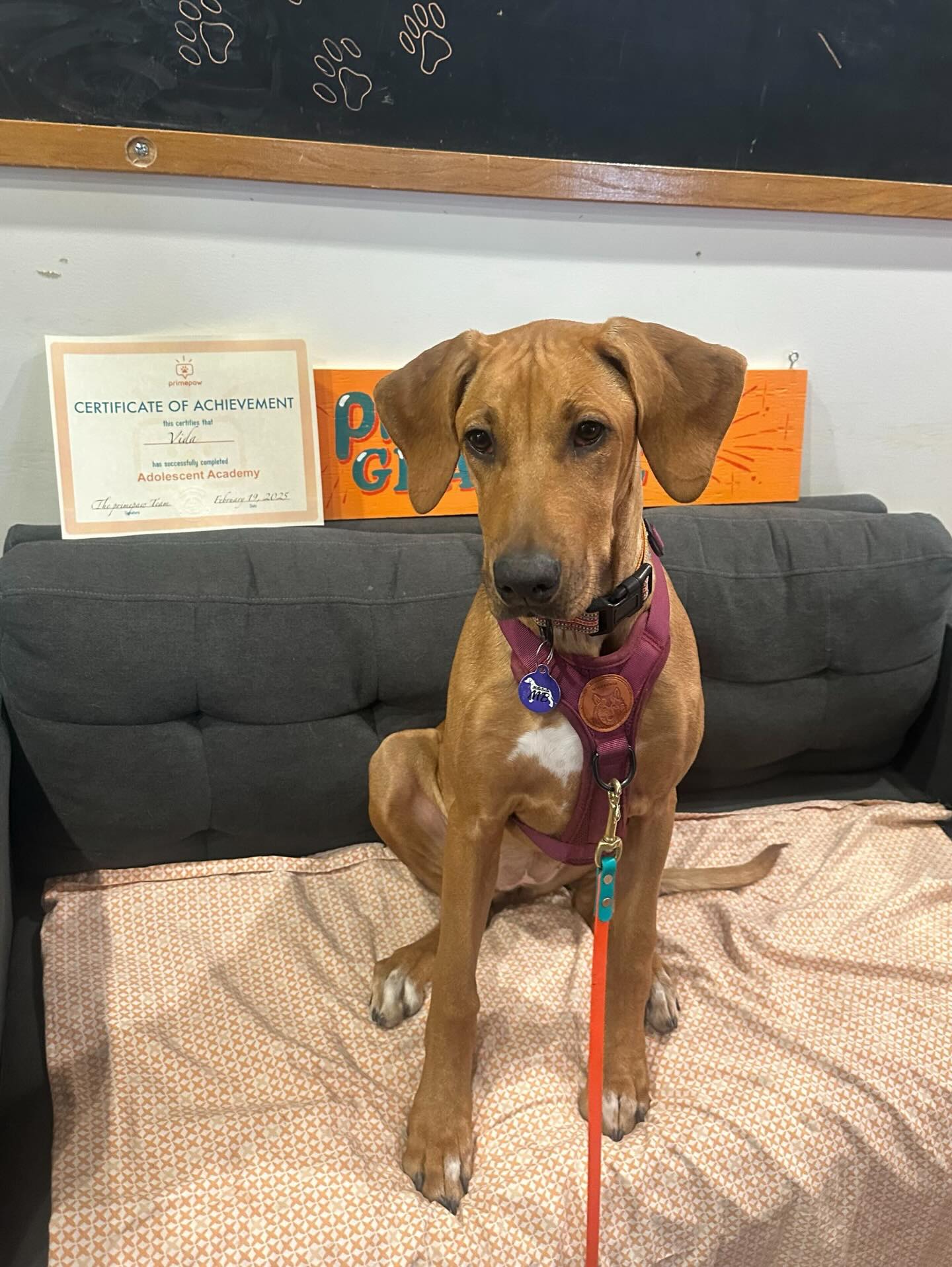 Primepaw -SF's Best Puppy School! San Francisco