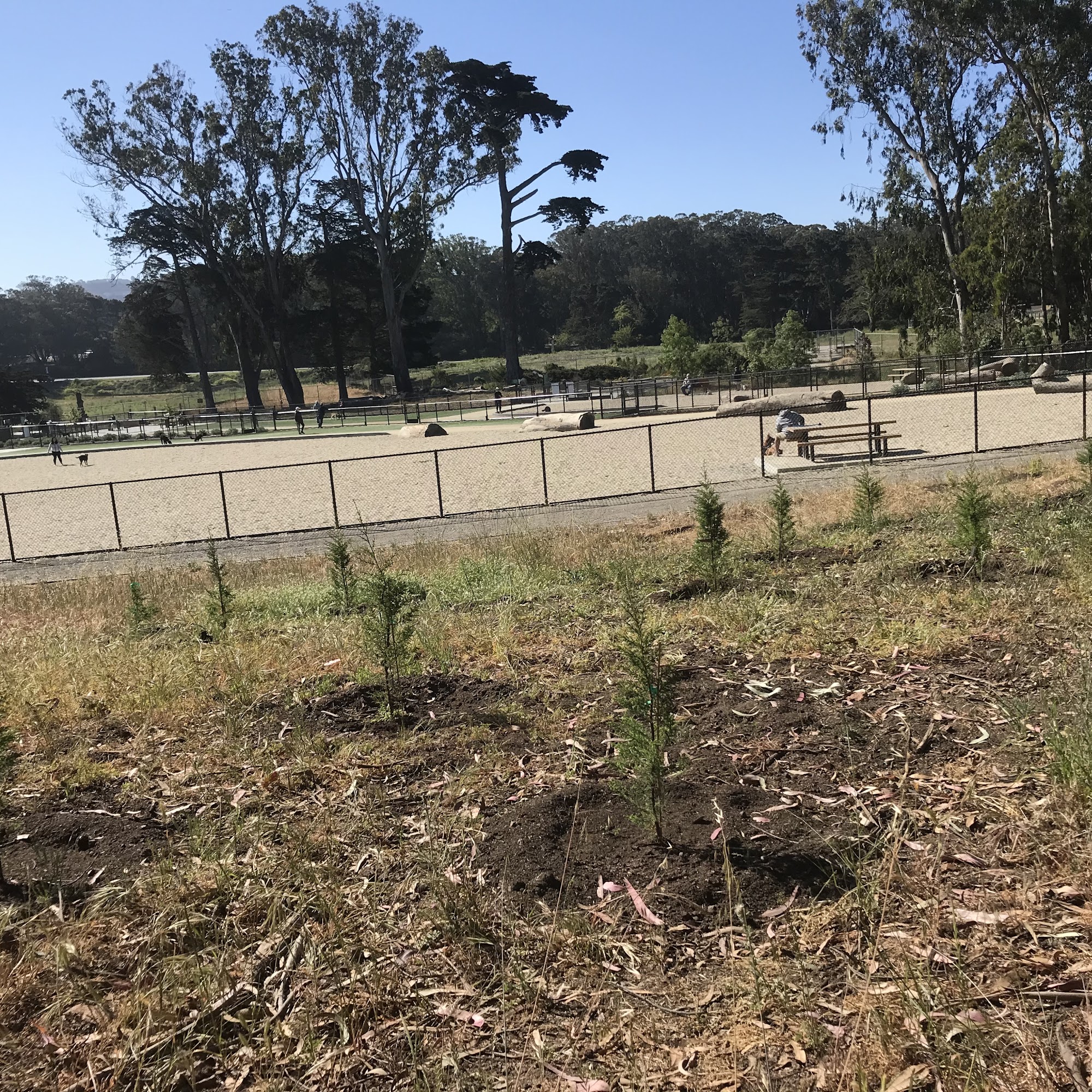 Golden Gate Park Dog Training Area San Francisco