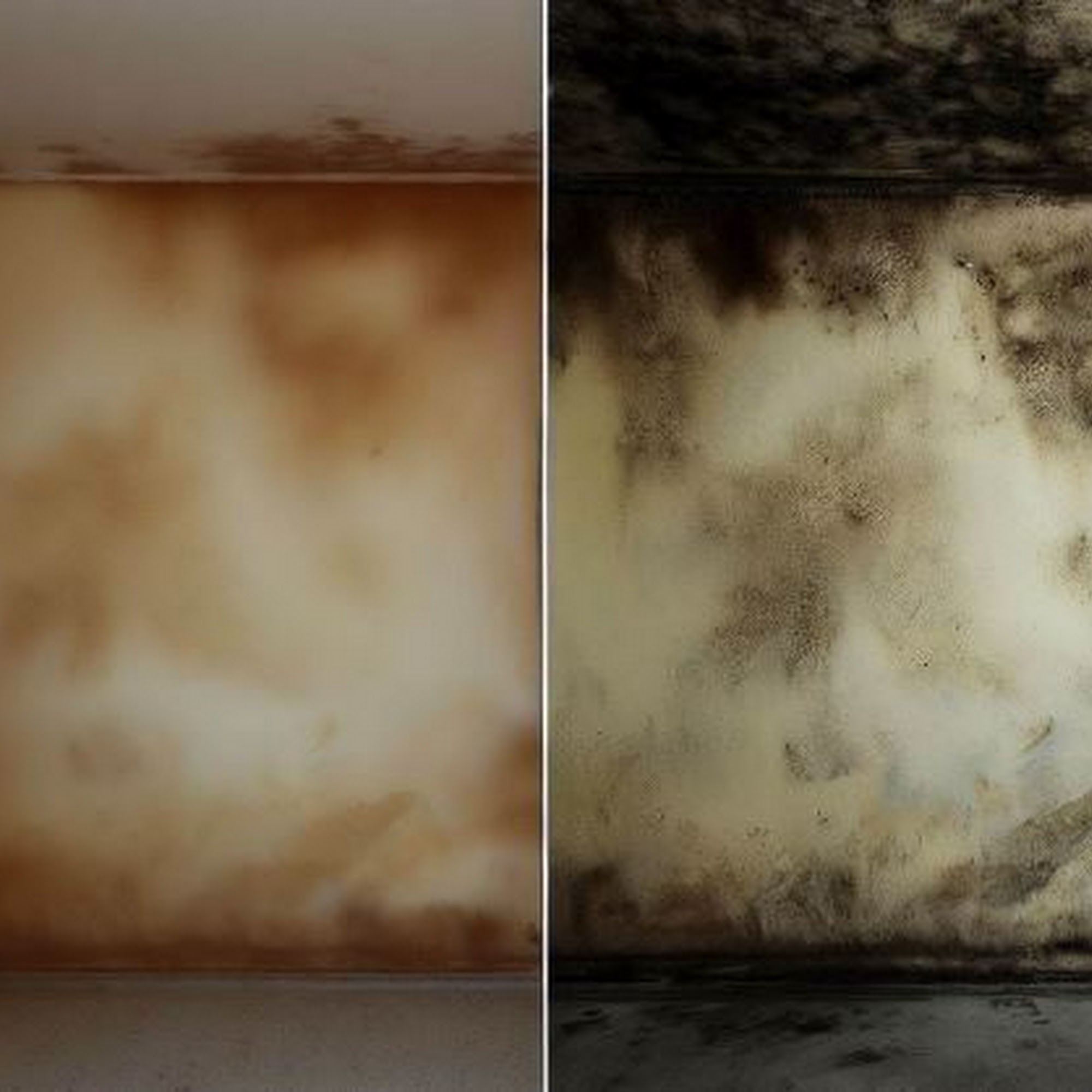 San Francisco's Mold Removal Masters
