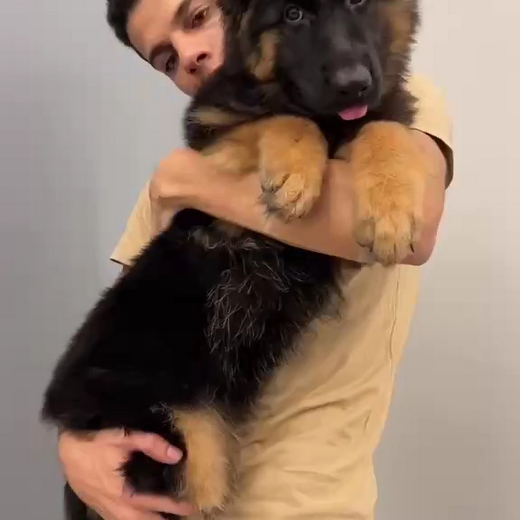 Royal Tribes K9 | German Shepherd Breeder | San Francisco California San Francisco