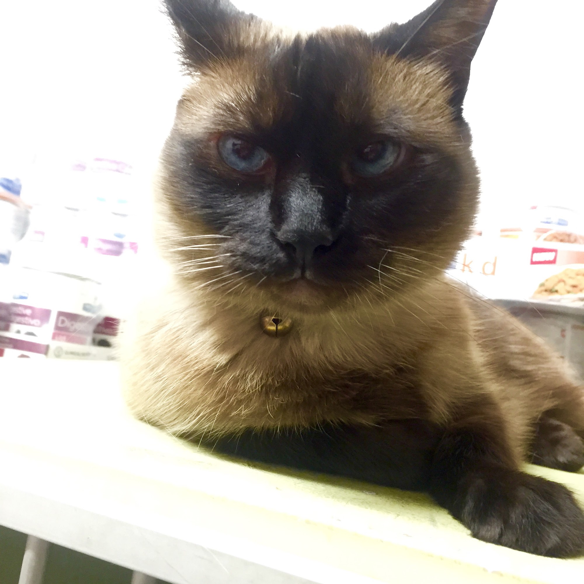 Valley Veterinary Hospital San Gabriel