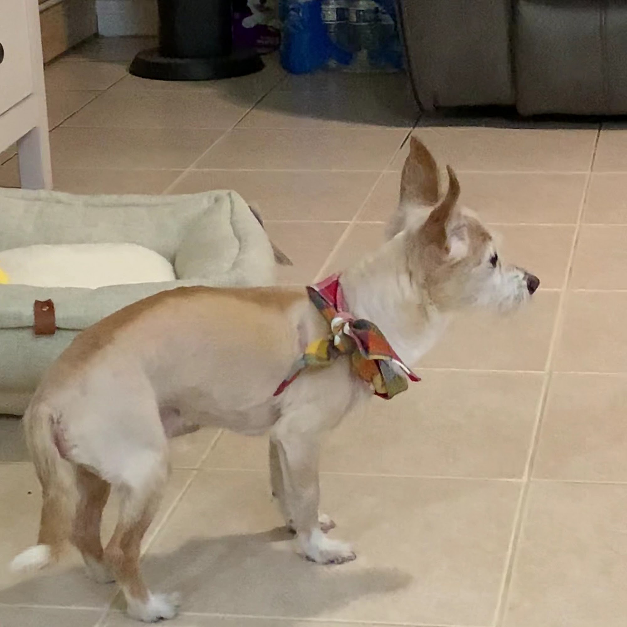 Temple City Animal Hospital San Gabriel